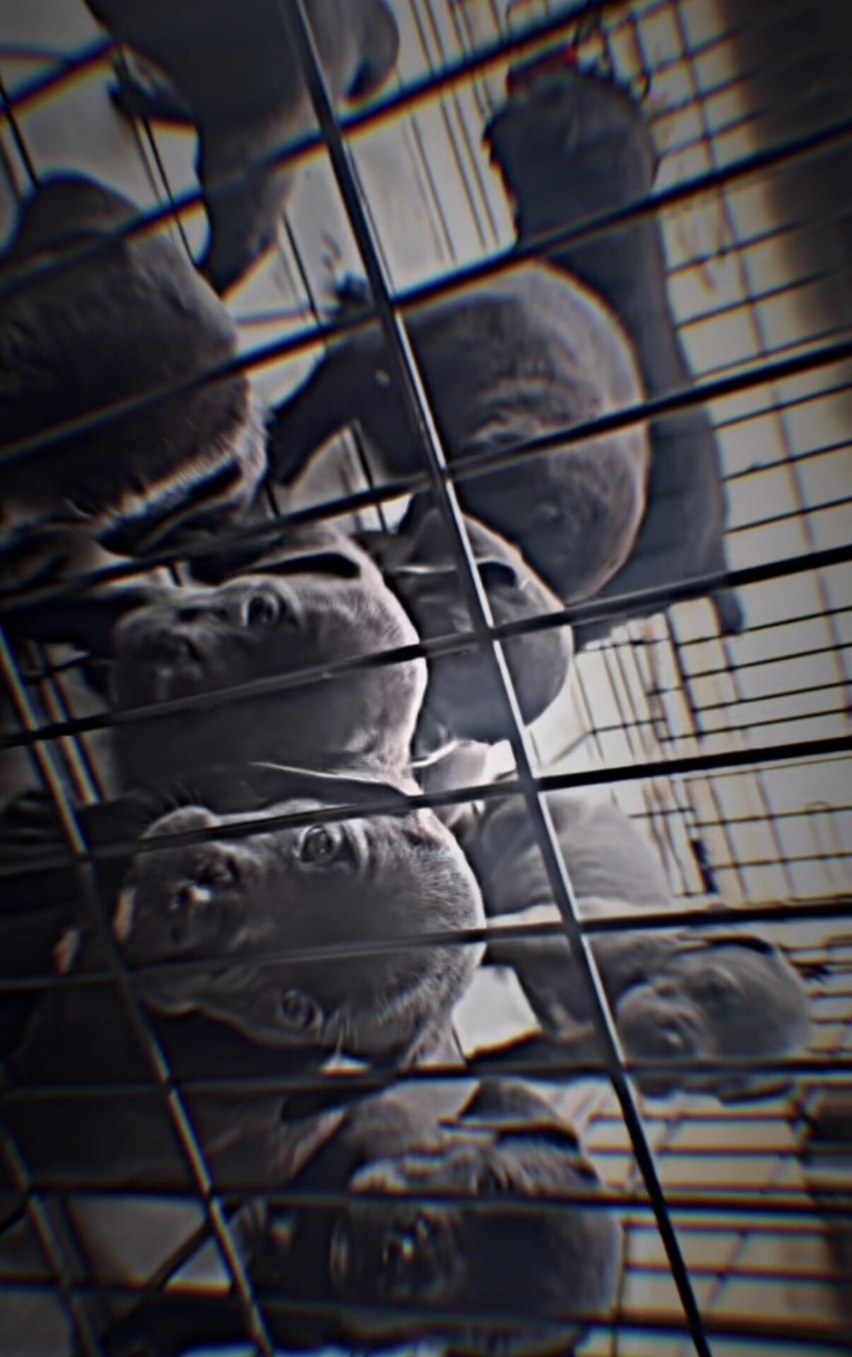 Cane Corso Puppies AKC image 2