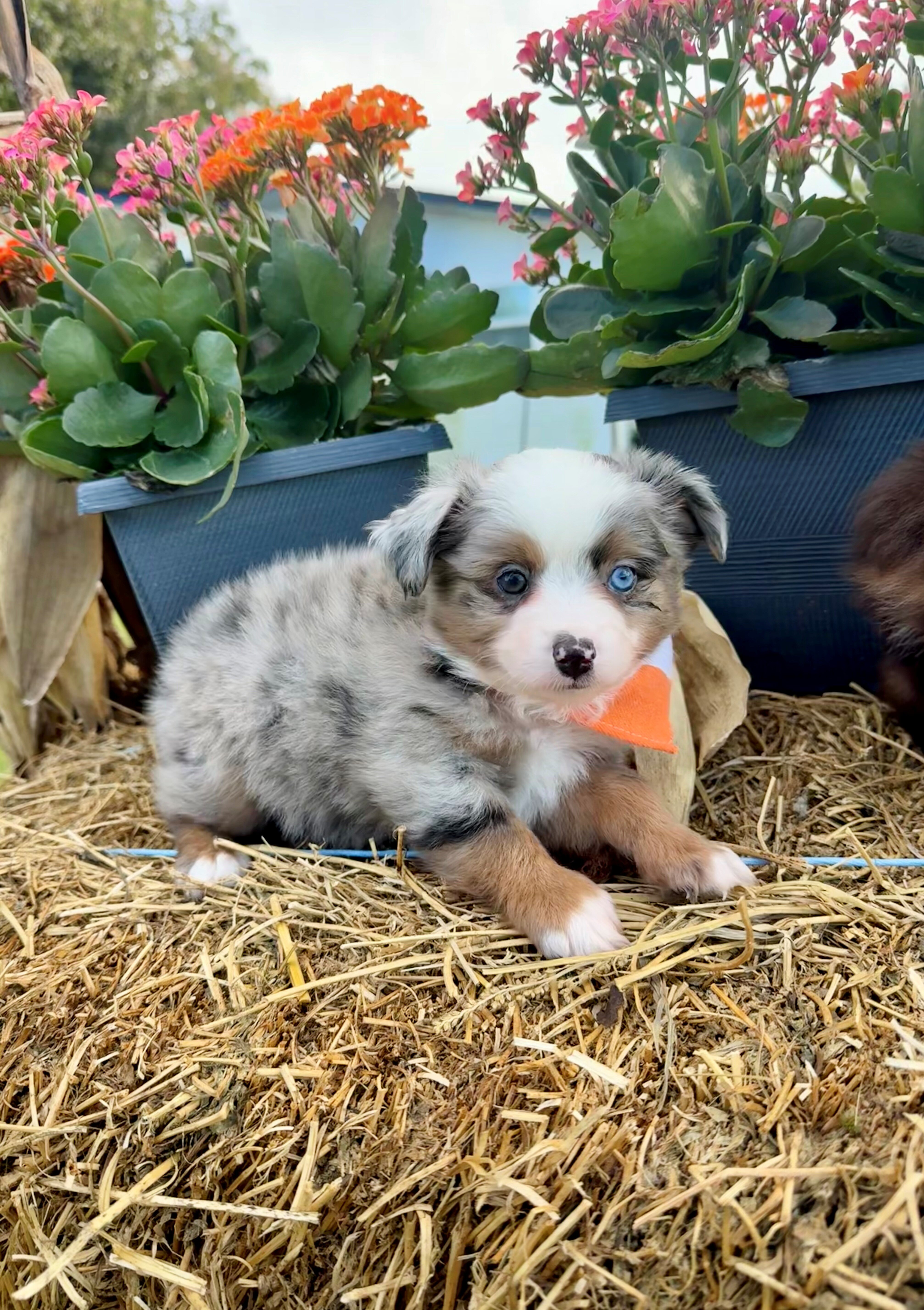 Toy Aussie image 1