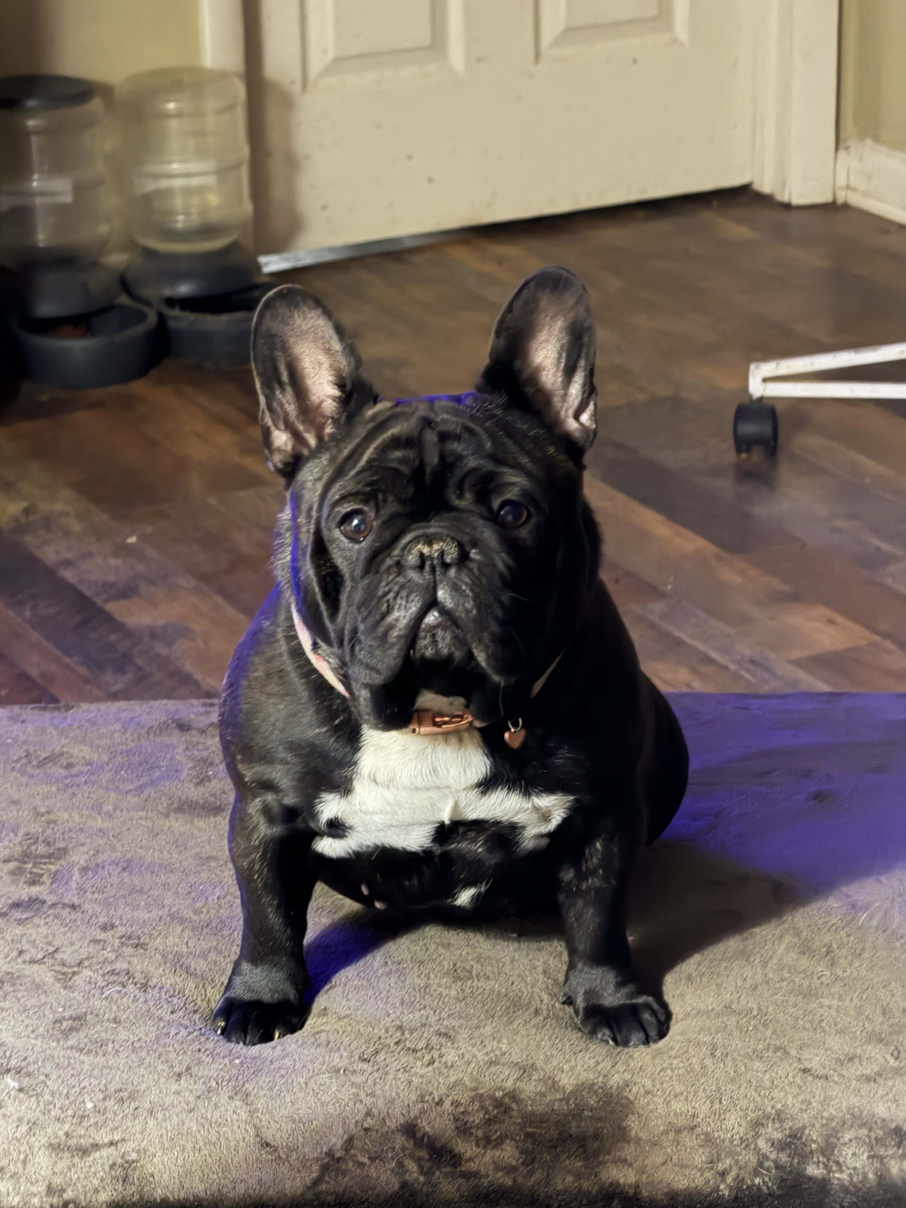 French Bulldog image 1