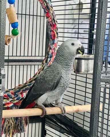 Wonderful African Grey Urgent Sale image 4