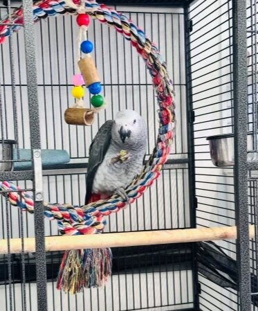 Wonderful African Grey Urgent Sale image 3