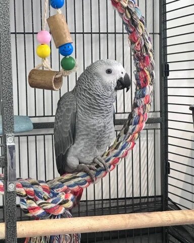 Wonderful African Grey Urgent Sale image 2