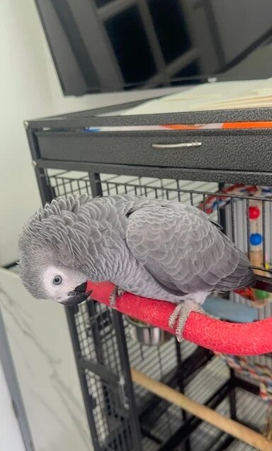 Wonderful African Grey Urgent Sale image 1