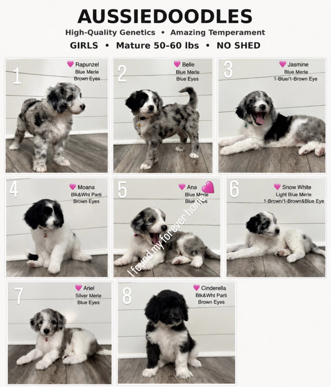 Aussiedoodles image 9
