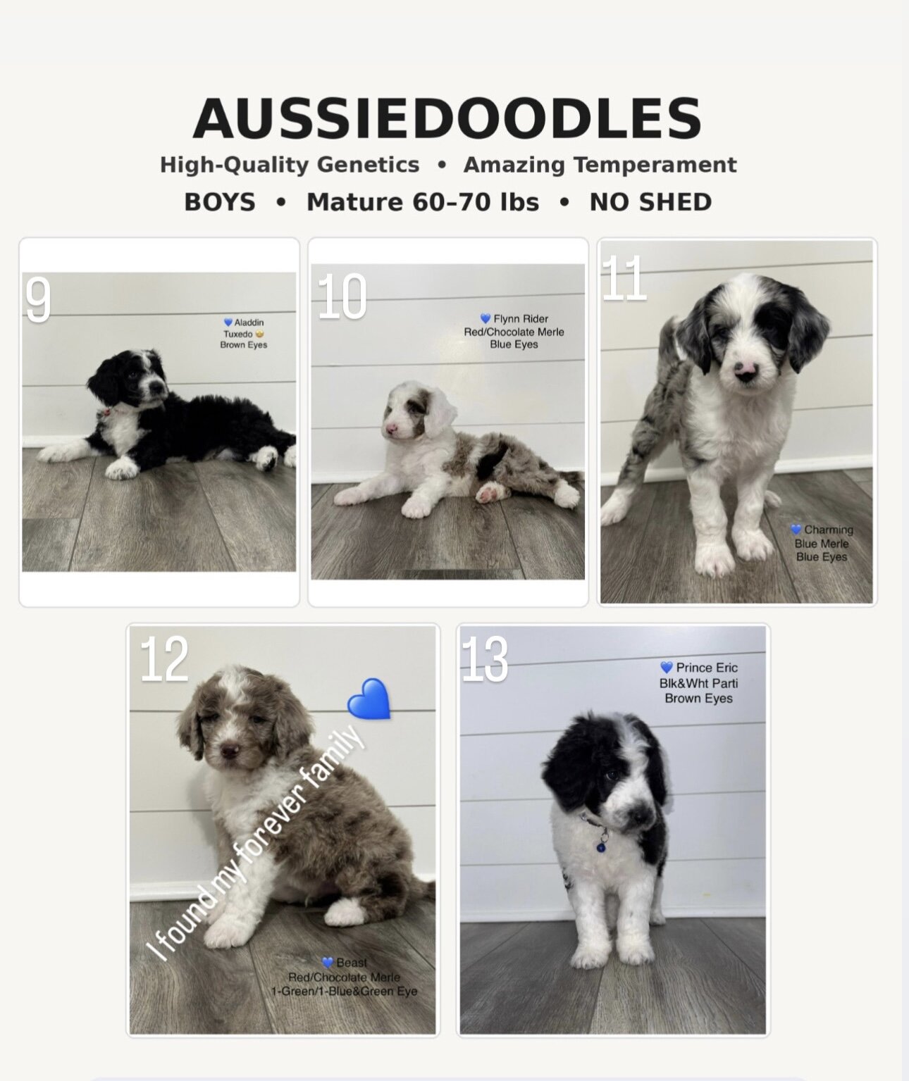 Aussiedoodles image 10