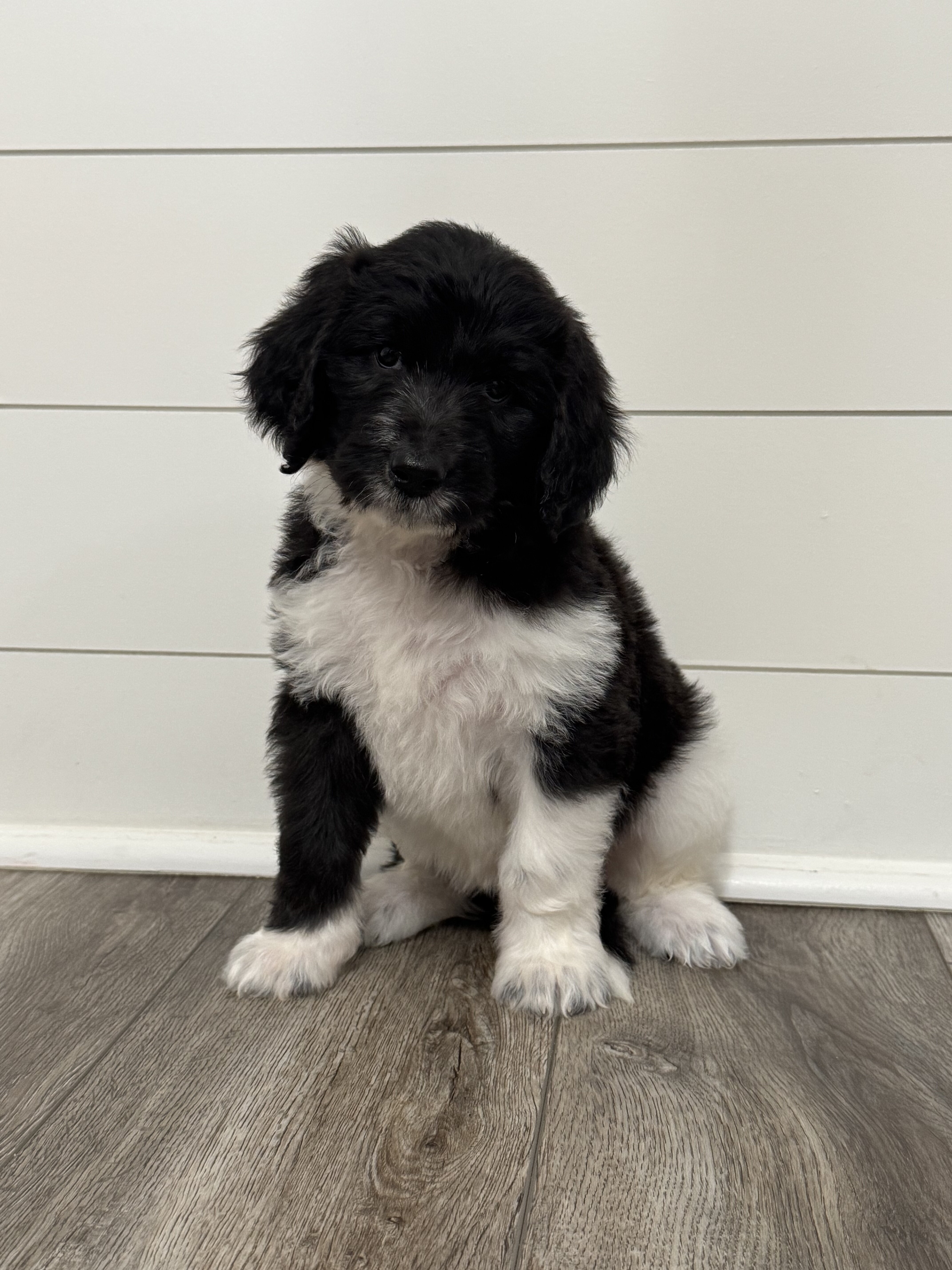 Aussiedoodles image 6