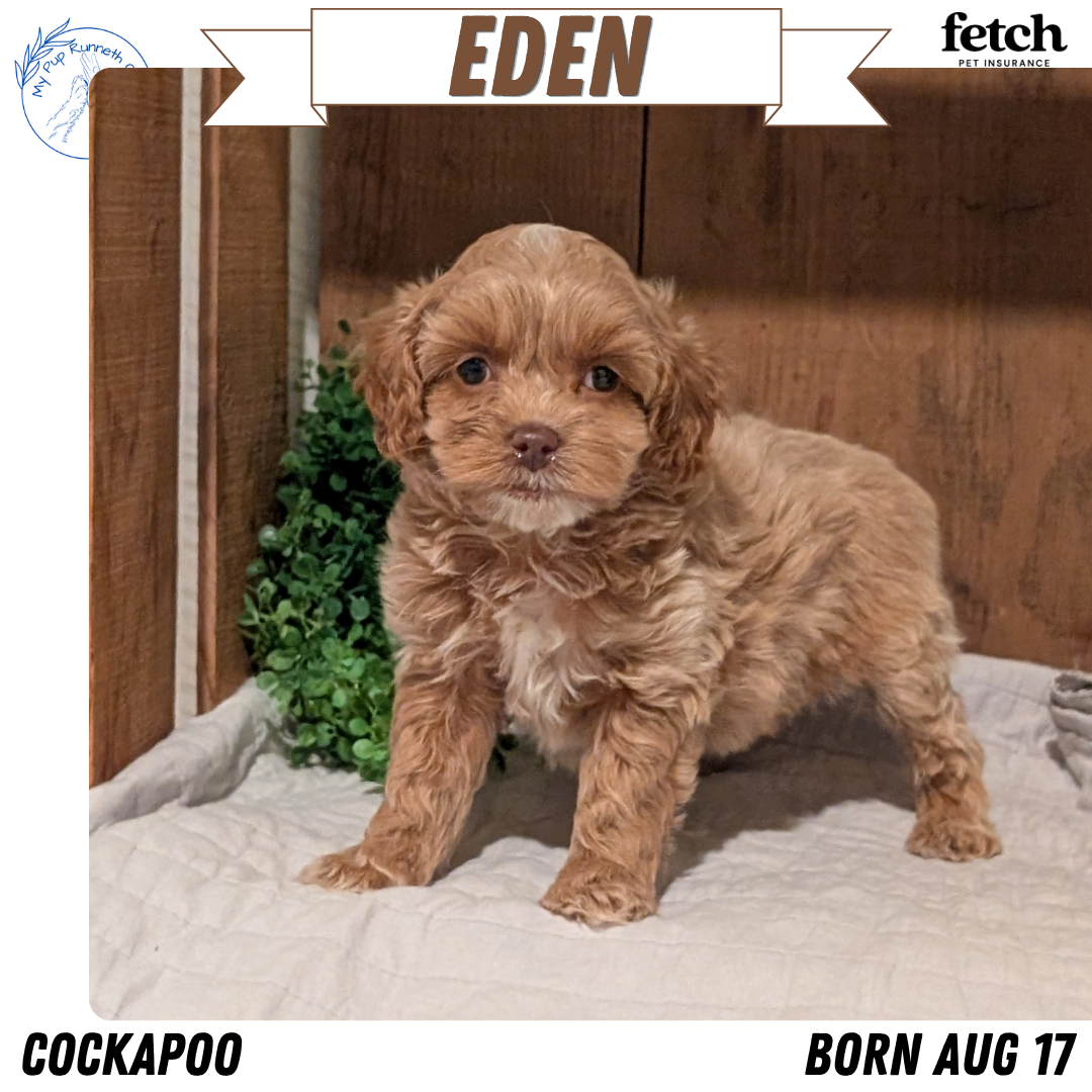COCKAPOO PUPS image 2
