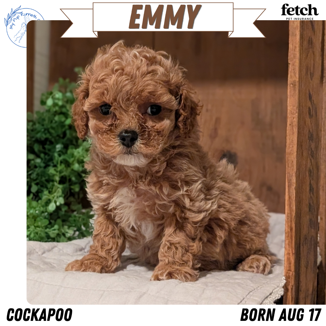 COCKAPOO PUPS image 4