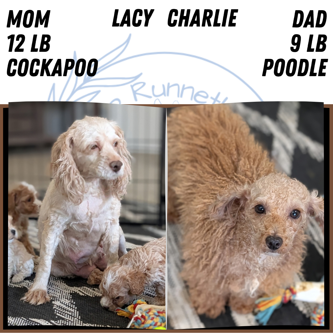 COCKAPOO PUPS image 6