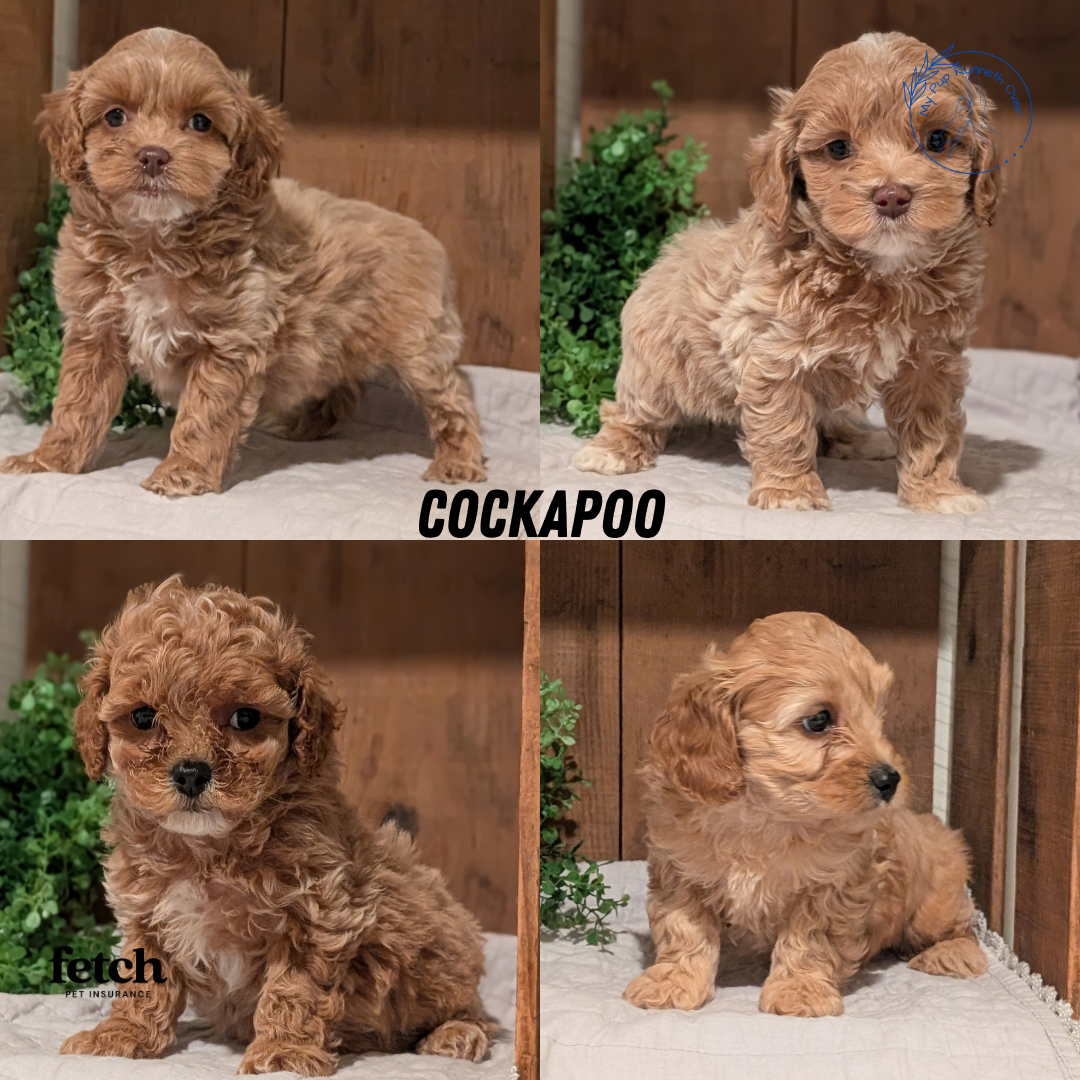 COCKAPOO PUPS image 1