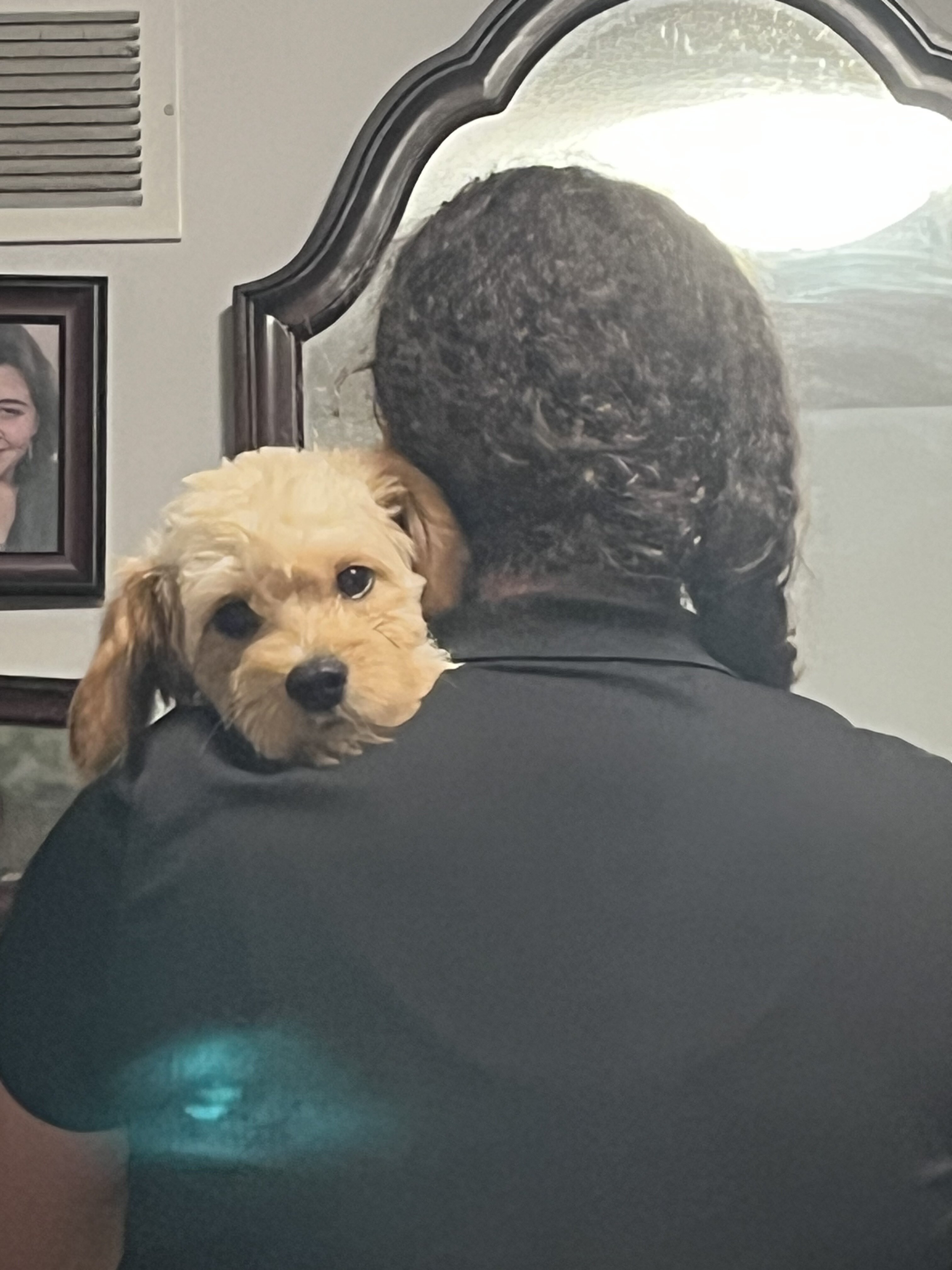 Cavapoo/Cavapoochon, 15 Lbs Full Grown image 10