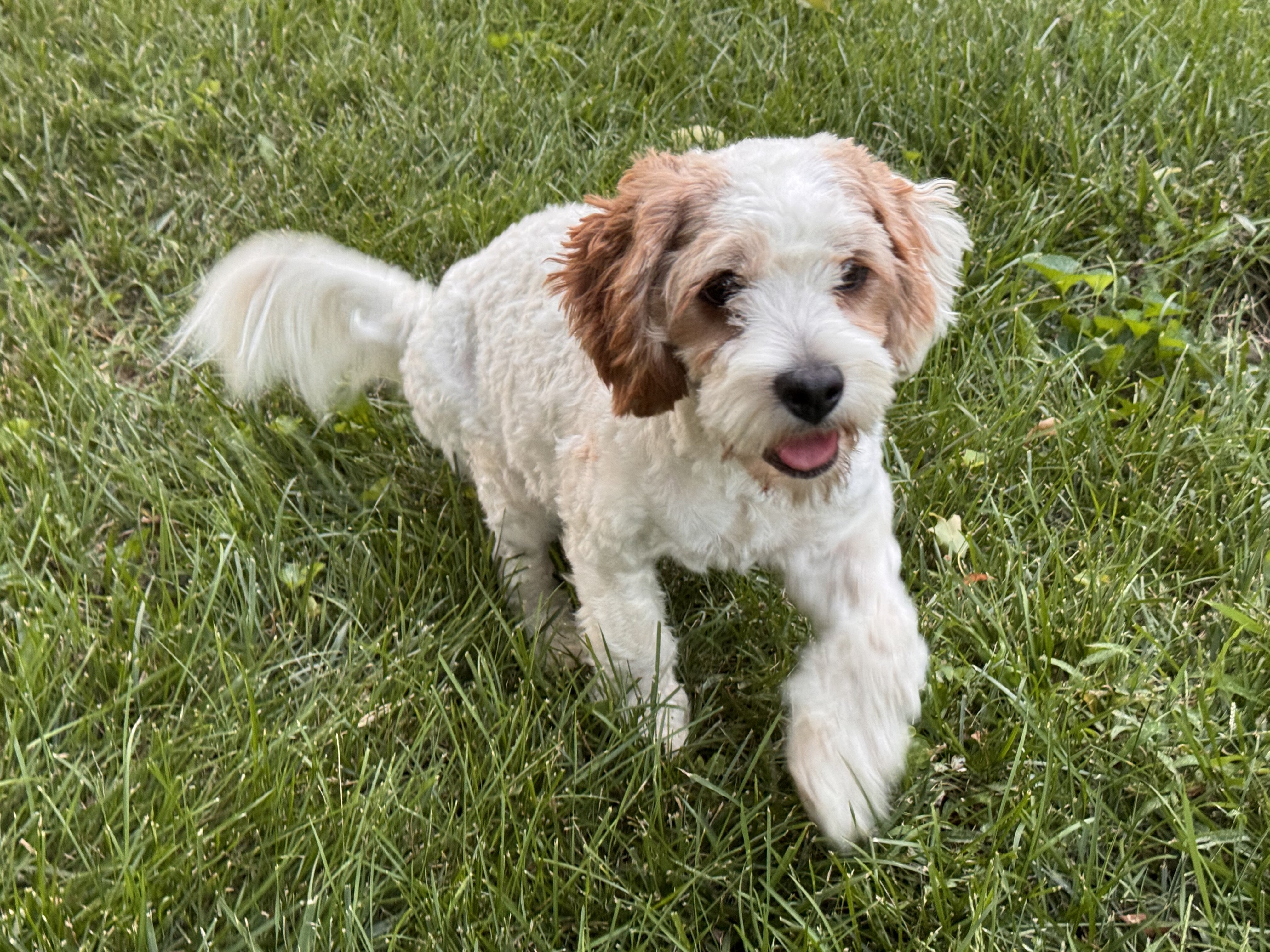 Cavapoo/Cavapoochon, 15 Lbs Full Grown image 9