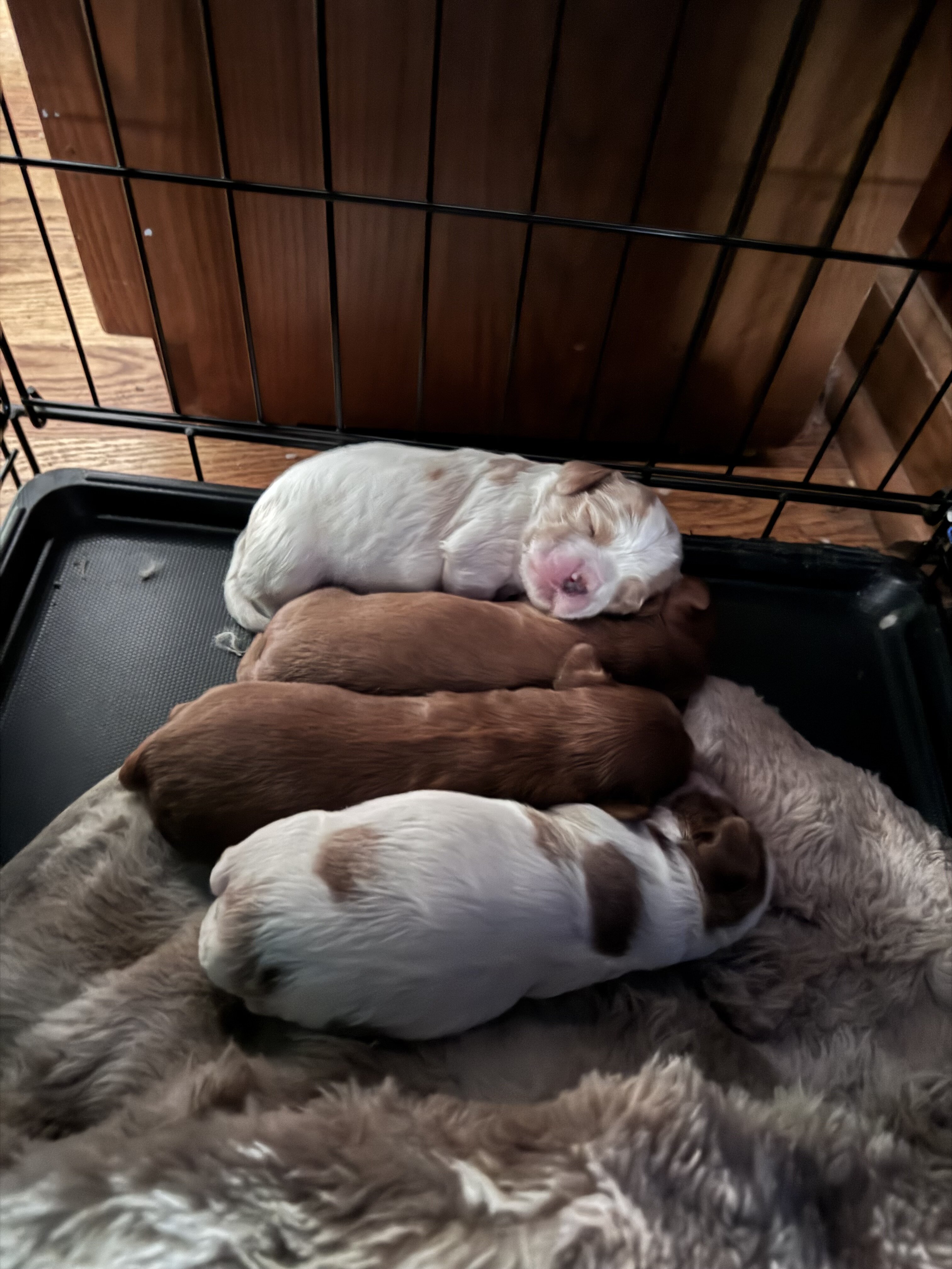 Cavapoo/Cavapoochon, 15 Lbs Full Grown image 8