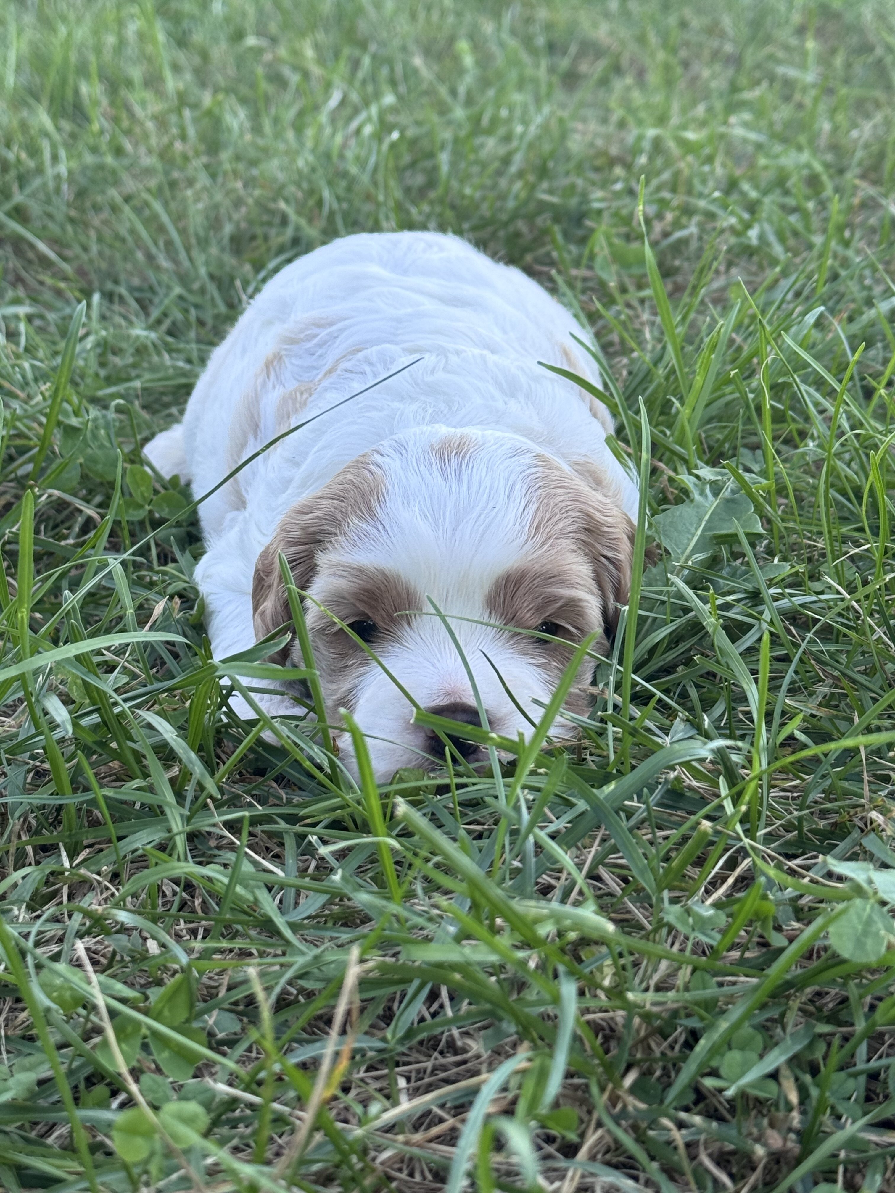 Cavapoo/Cavapoochon, 15 Lbs Full Grown image 3