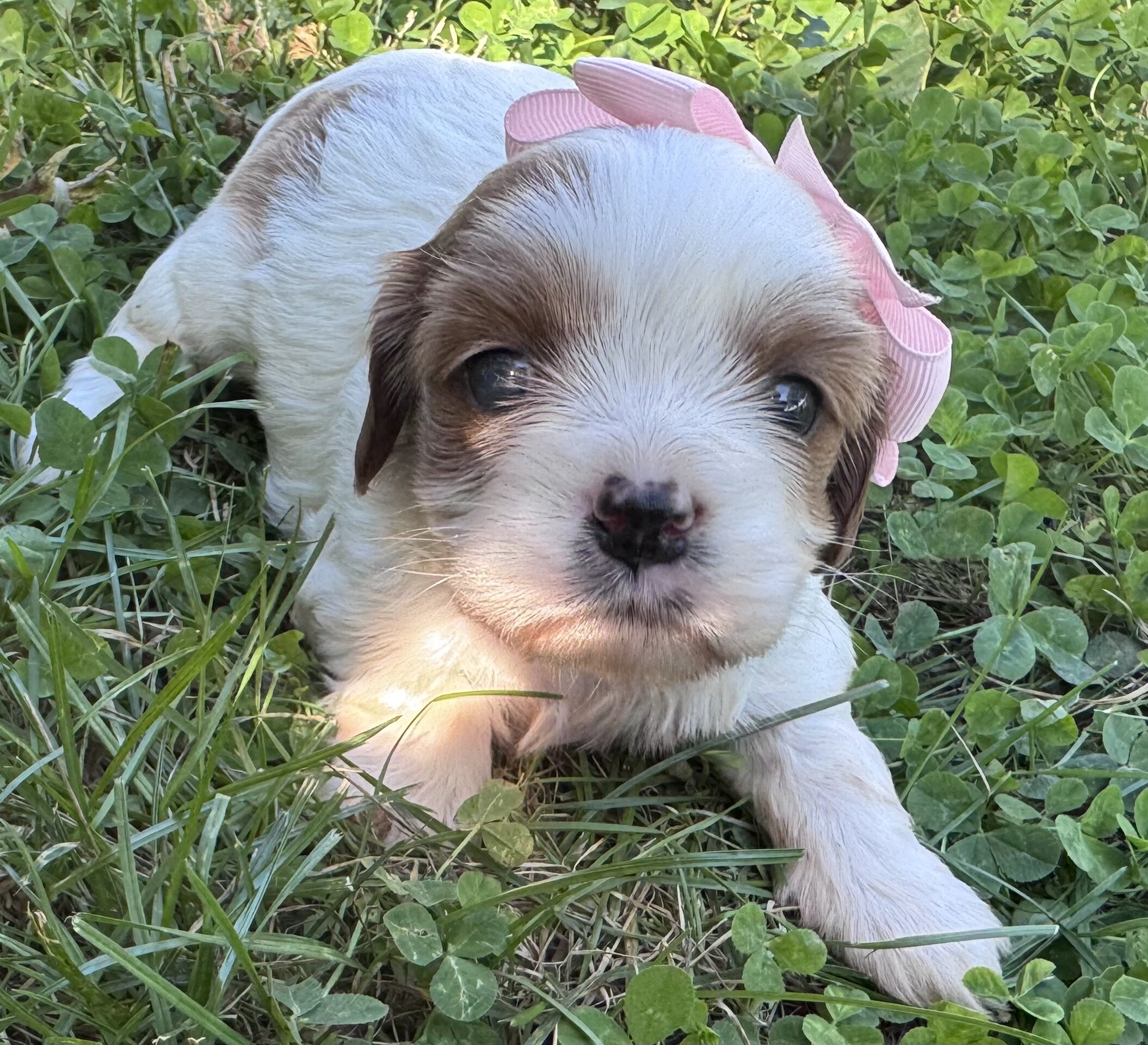 Cavapoo/Cavapoochon, 15 Lbs Full Grown image 2
