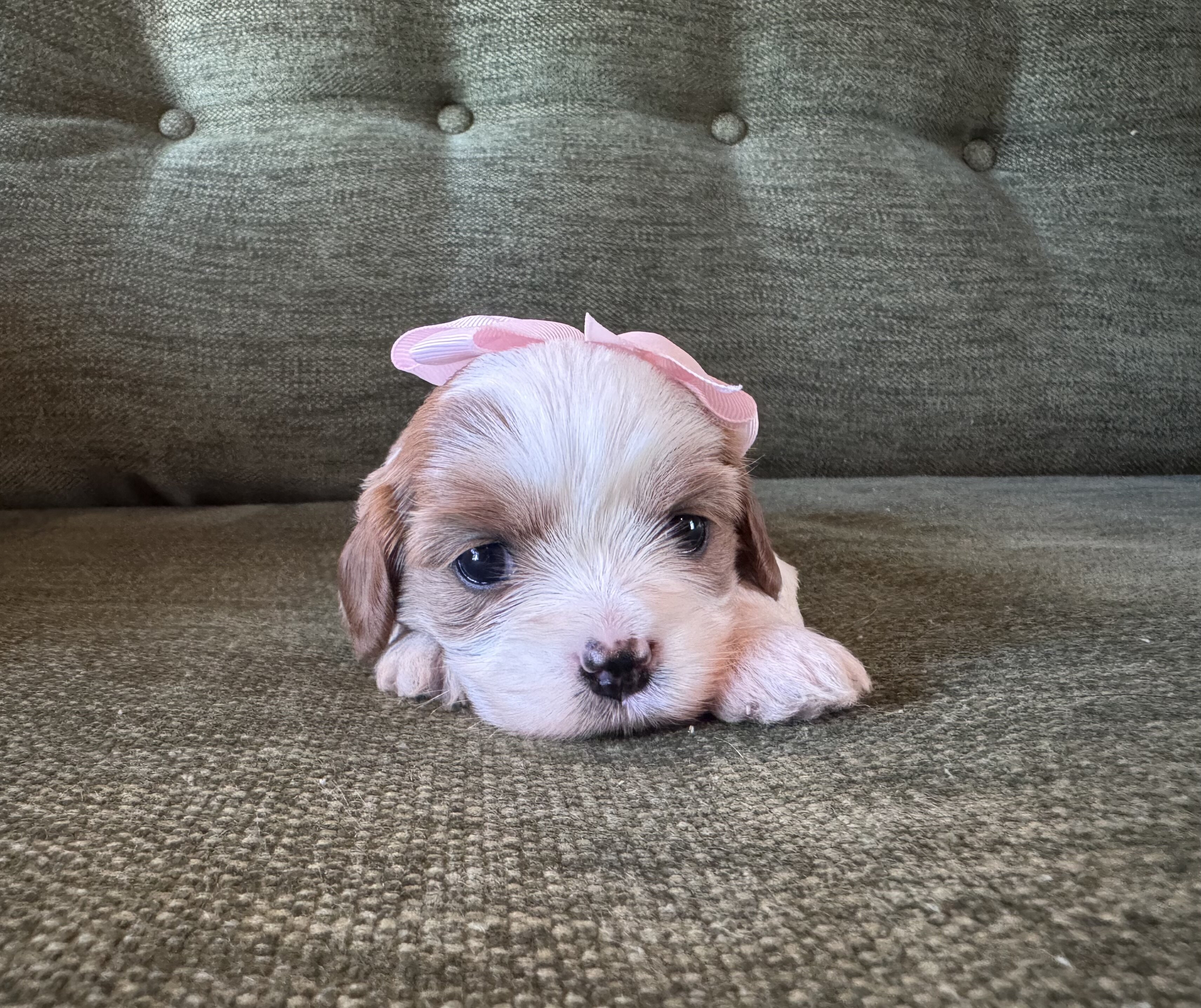 Cavapoo/Cavapoochon, 15 Lbs Full Grown image 1