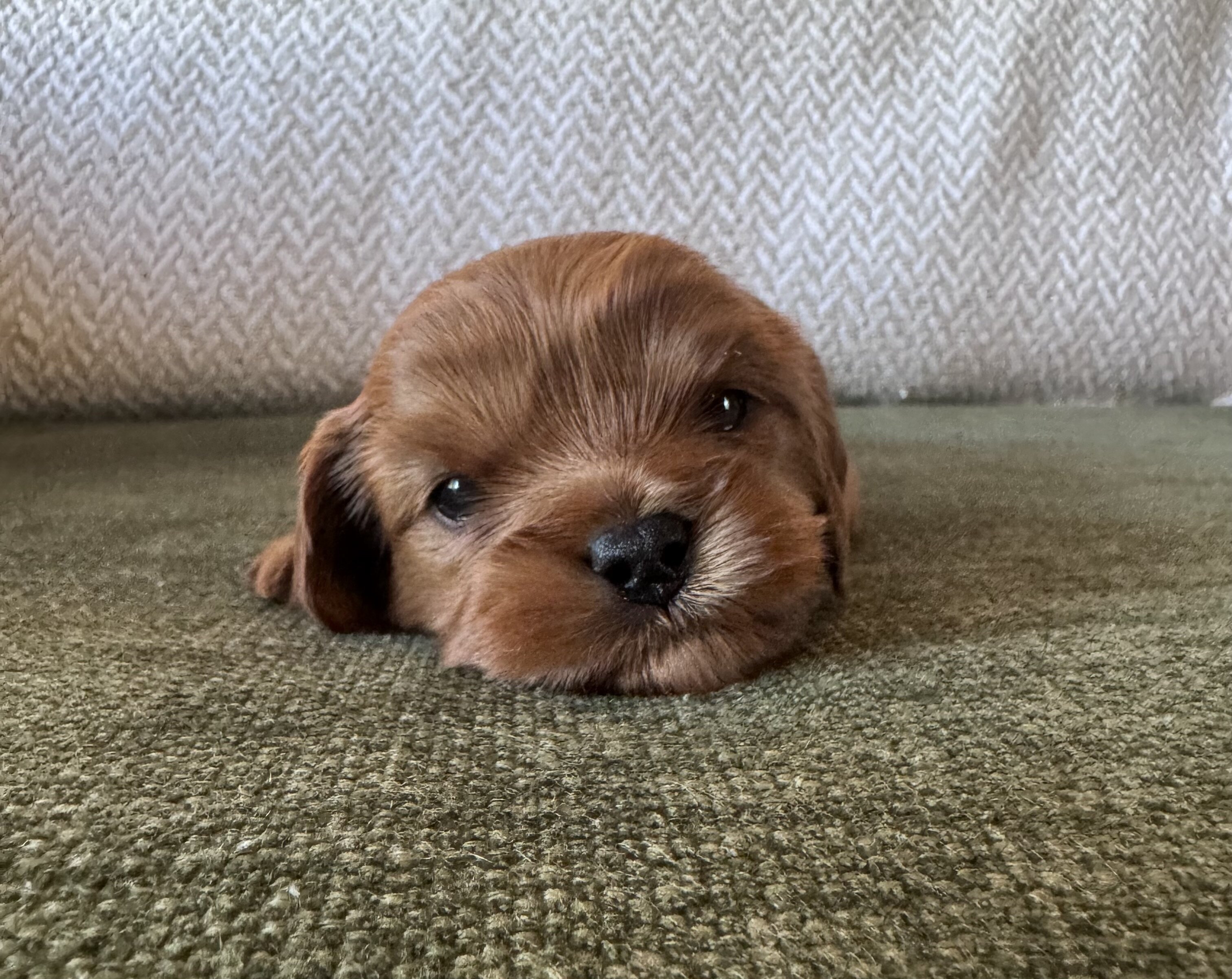 Cavapoo/Cavapoochon, 15 Lbs Full Grown image 5