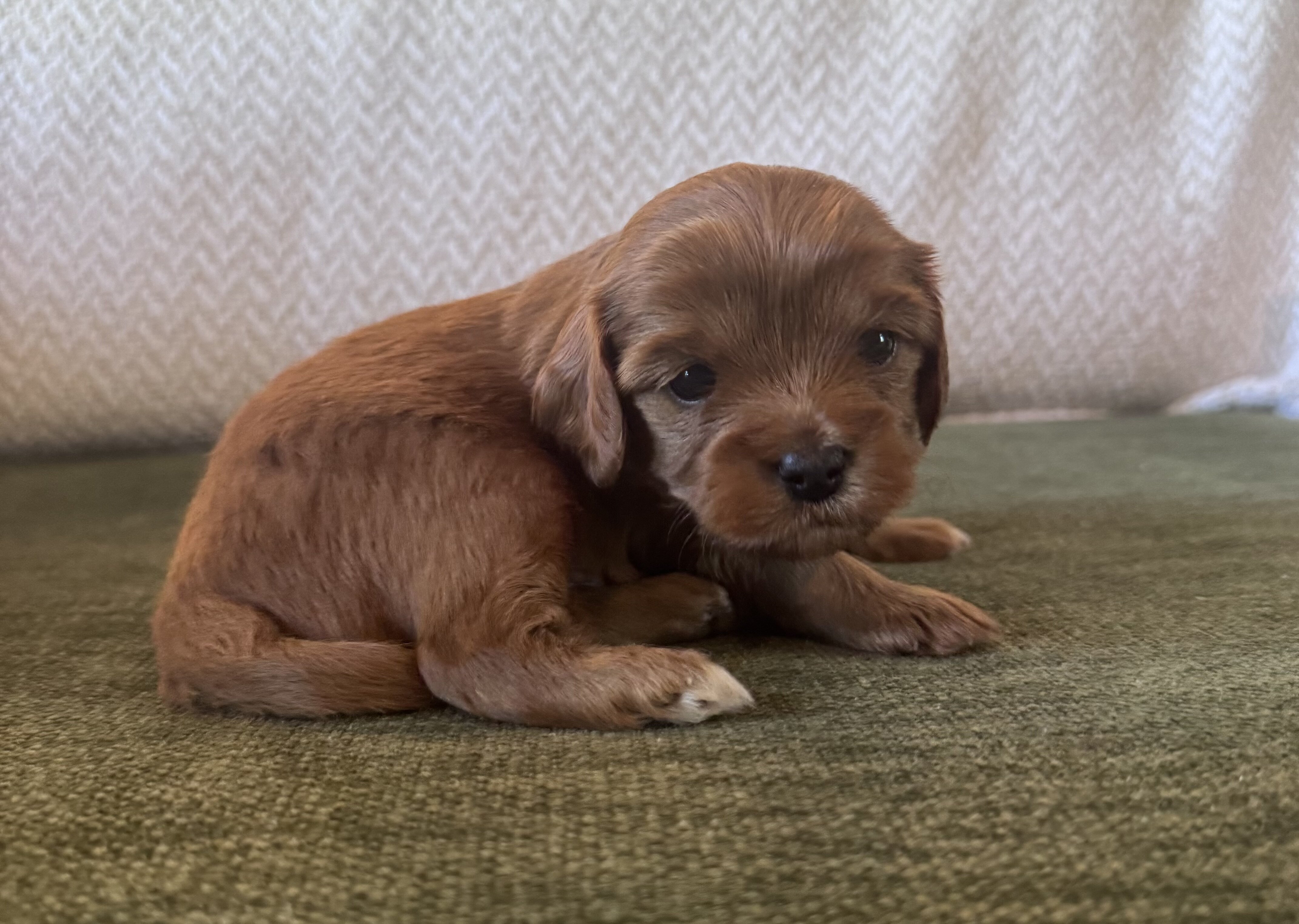 Cavapoo/Cavapoochon, 15 Lbs Full Grown image 6