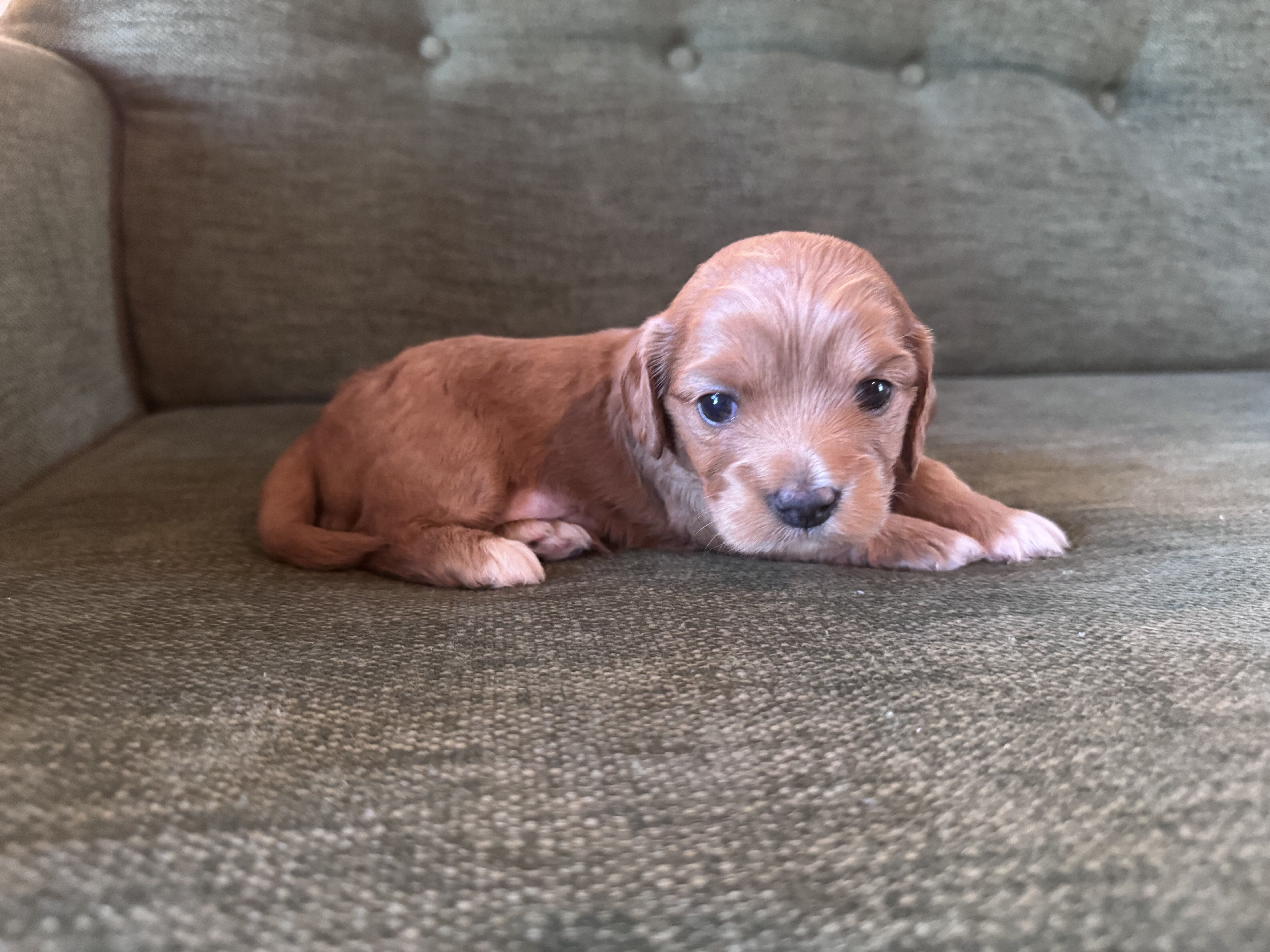 Cavapoo/Cavapoochon, 15 Lbs Full Grown image 7