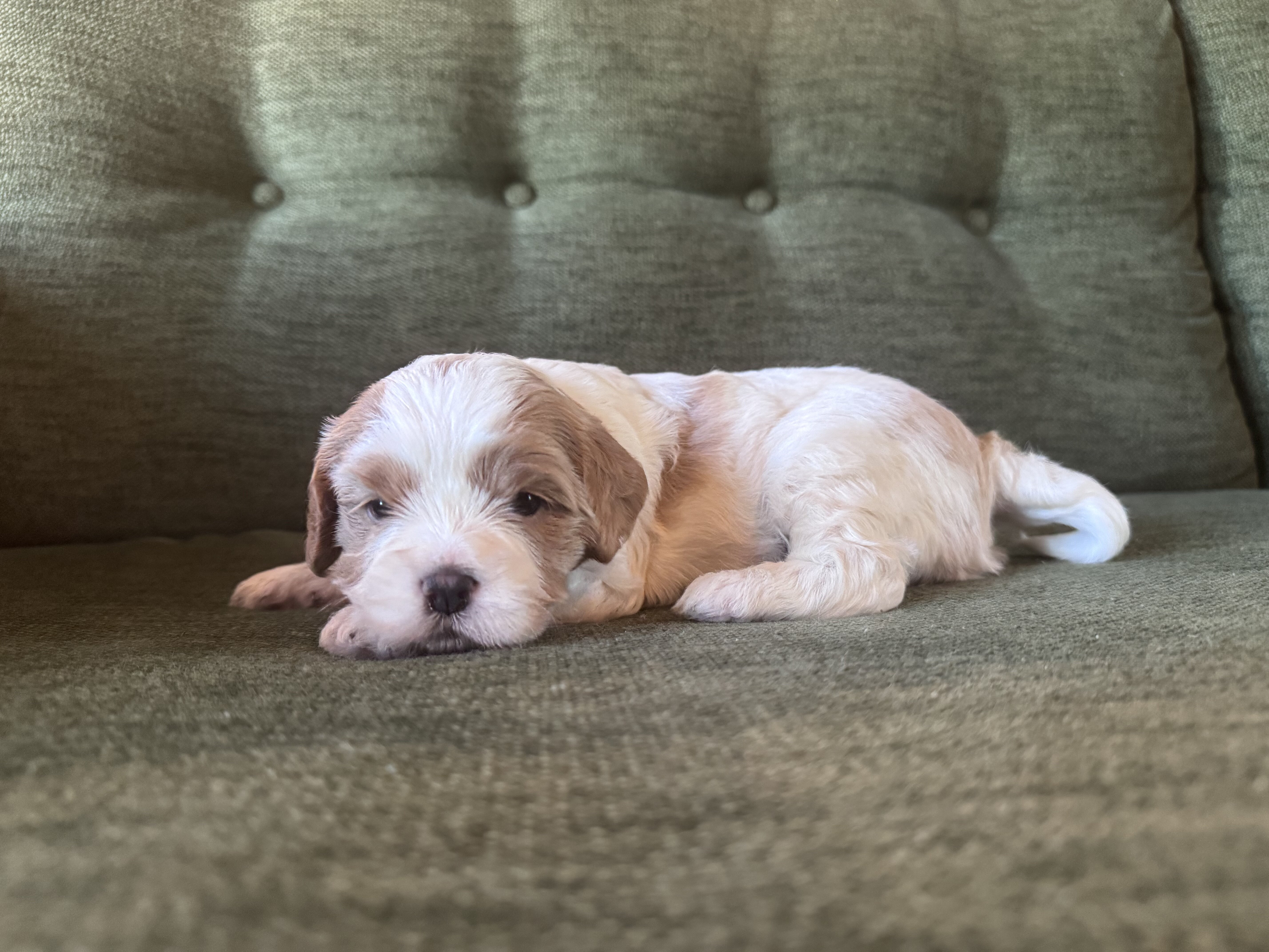 Cavapoo/Cavapoochon, 15 Lbs Full Grown image 4