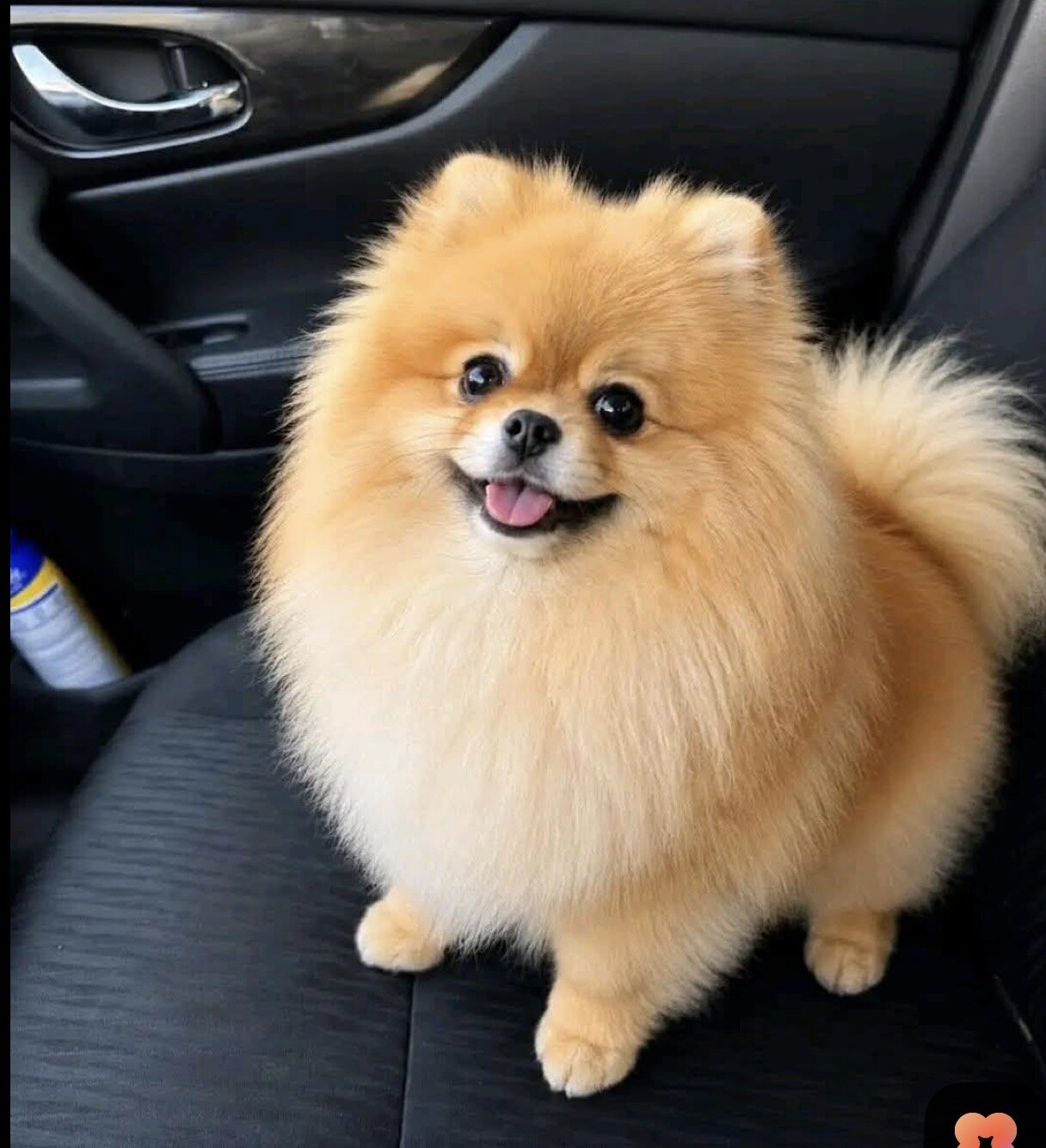 dog image 4