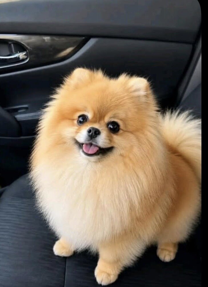 dog image 3