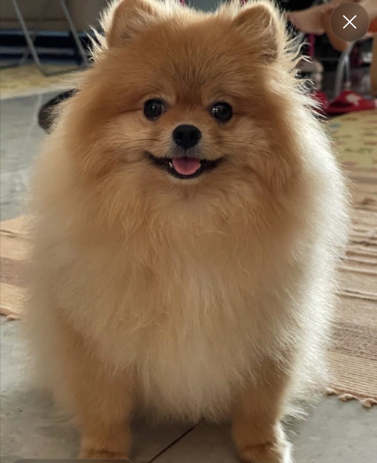 dog image 2