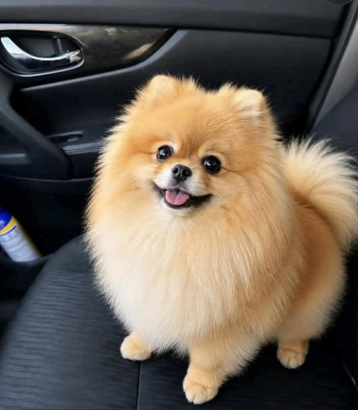 dog image 5