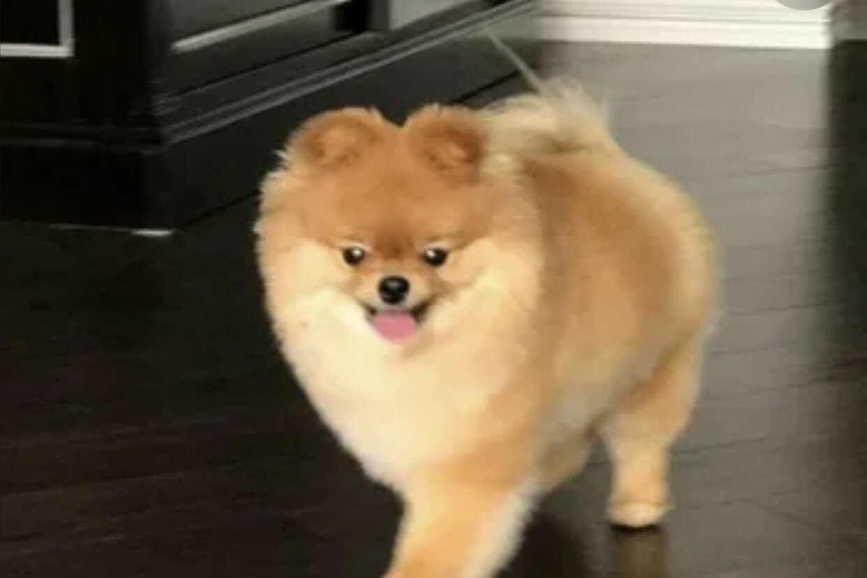 dog image 1