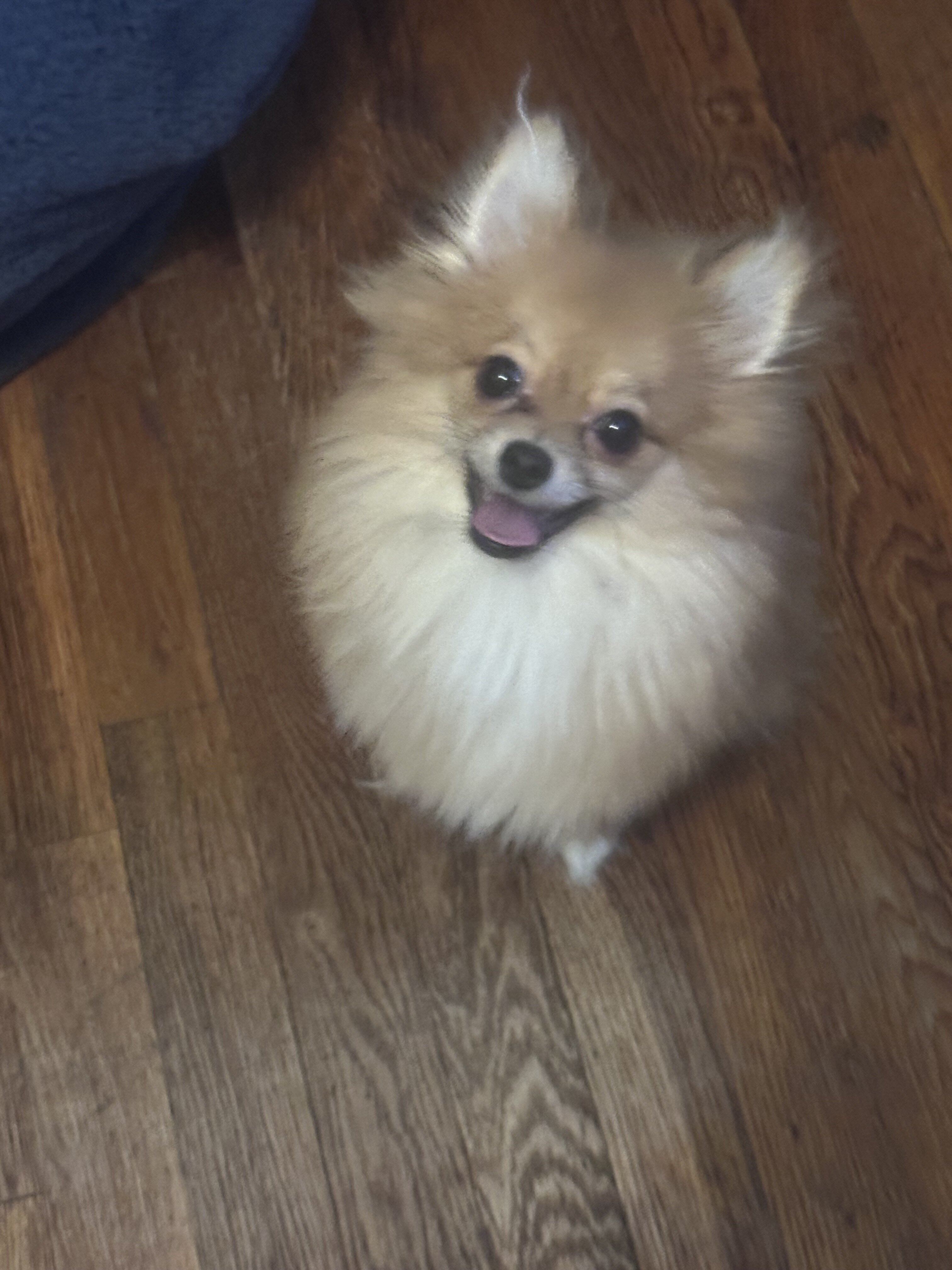 Pomeranian pup image 2