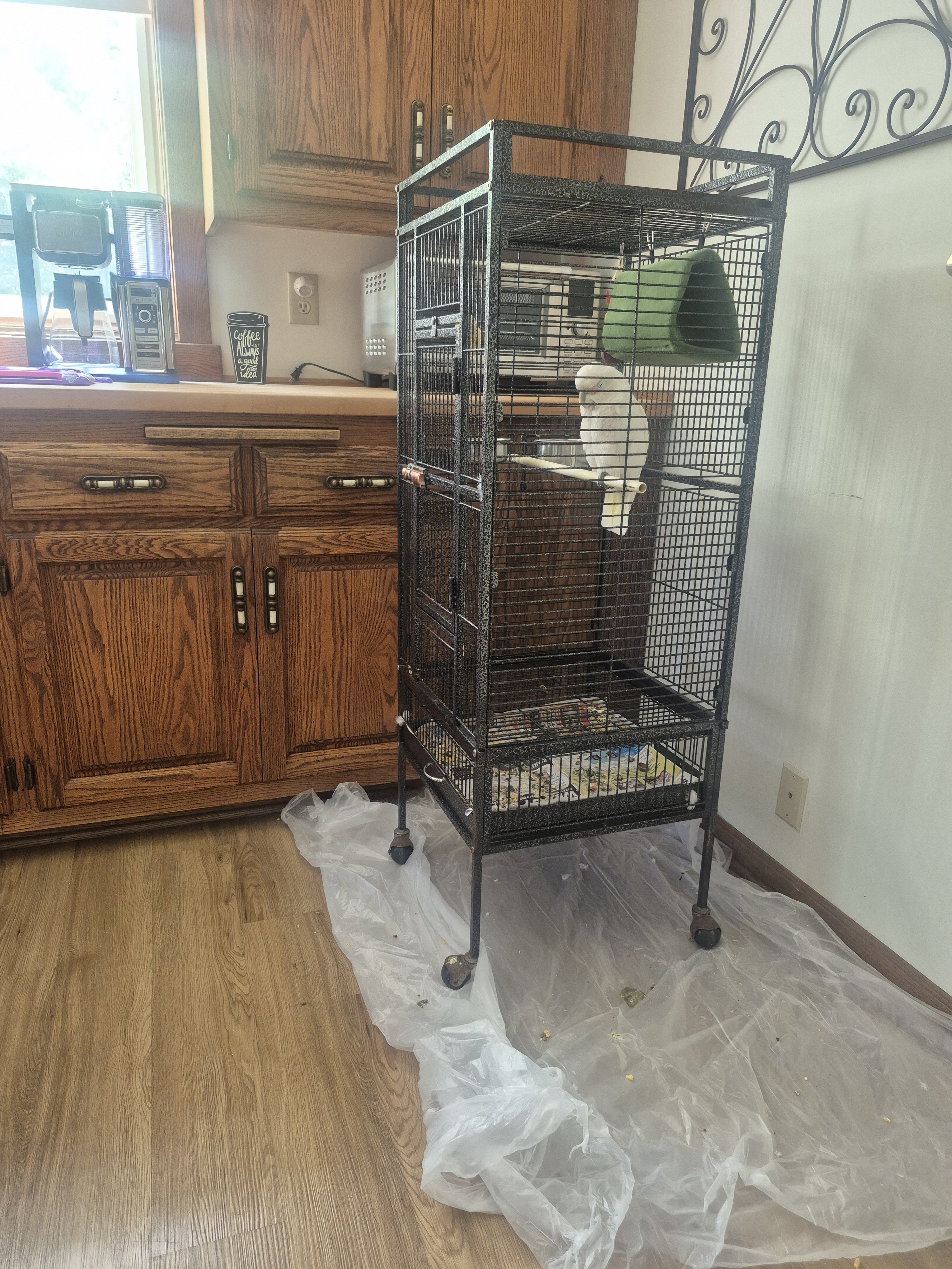 Bird goffin cockatoo image 1