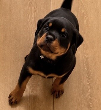 Beautiful Rottweiler puppies image 3
