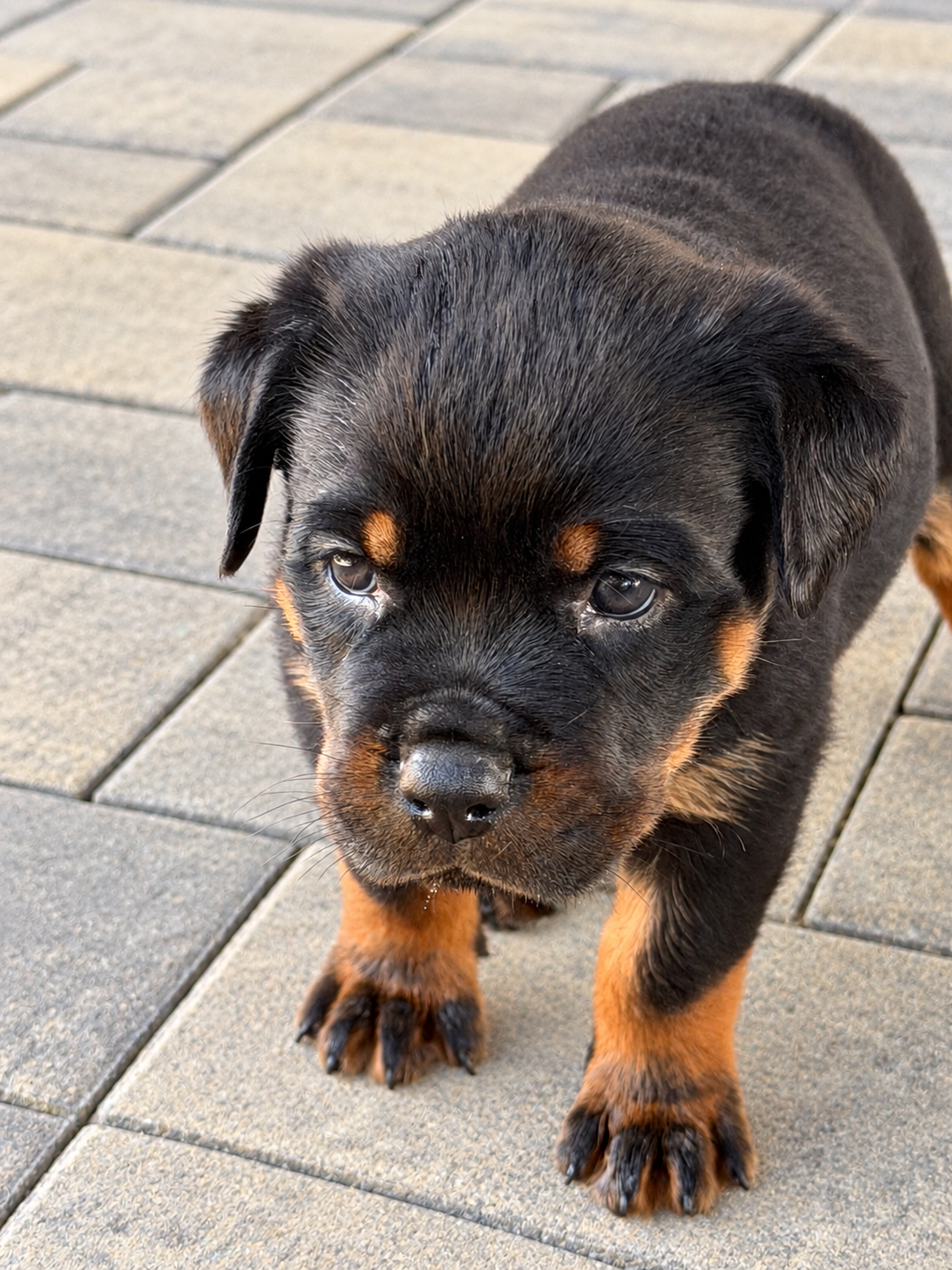 Beautiful Rottweiler puppies image 5