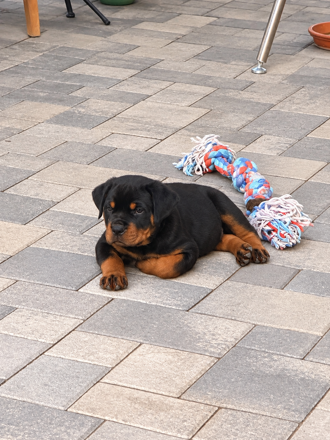 Beautiful Rottweiler puppies image 1