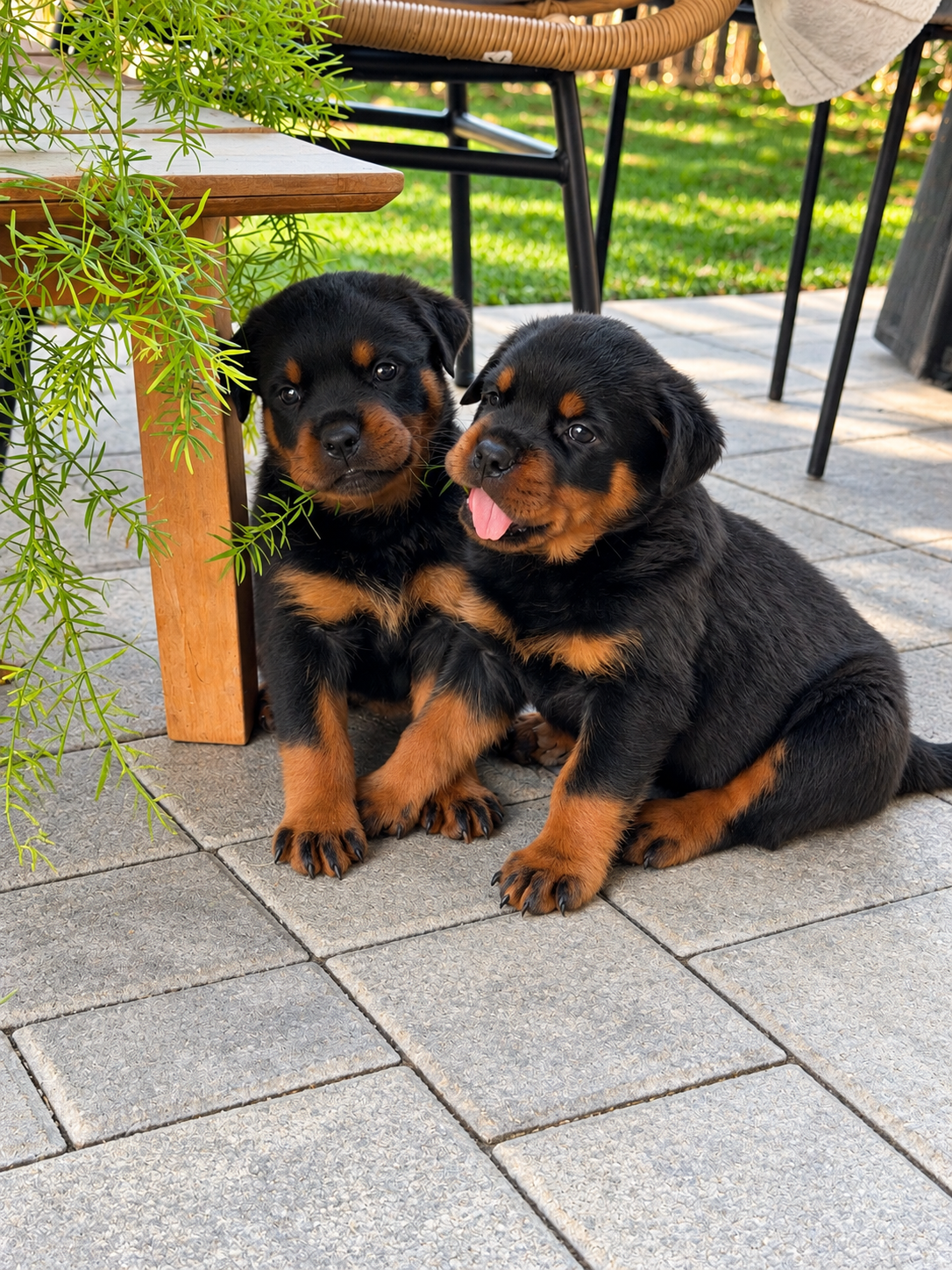 Beautiful Rottweiler puppies image 6