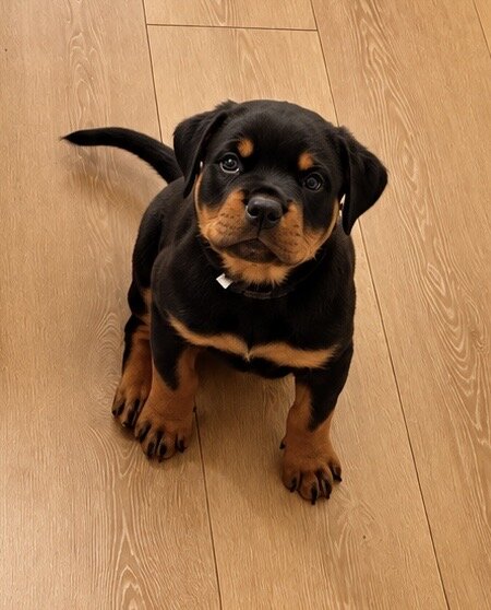 Beautiful Rottweiler puppies image 2