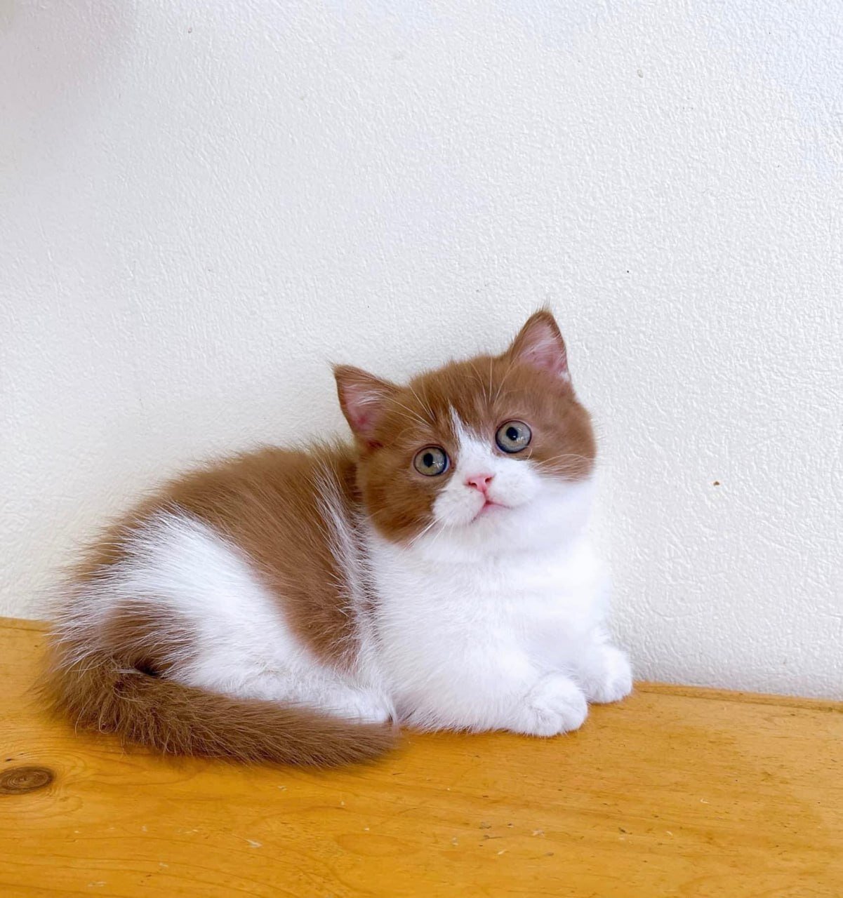 Beautiful Ginger and White Kitten – Looking image 3