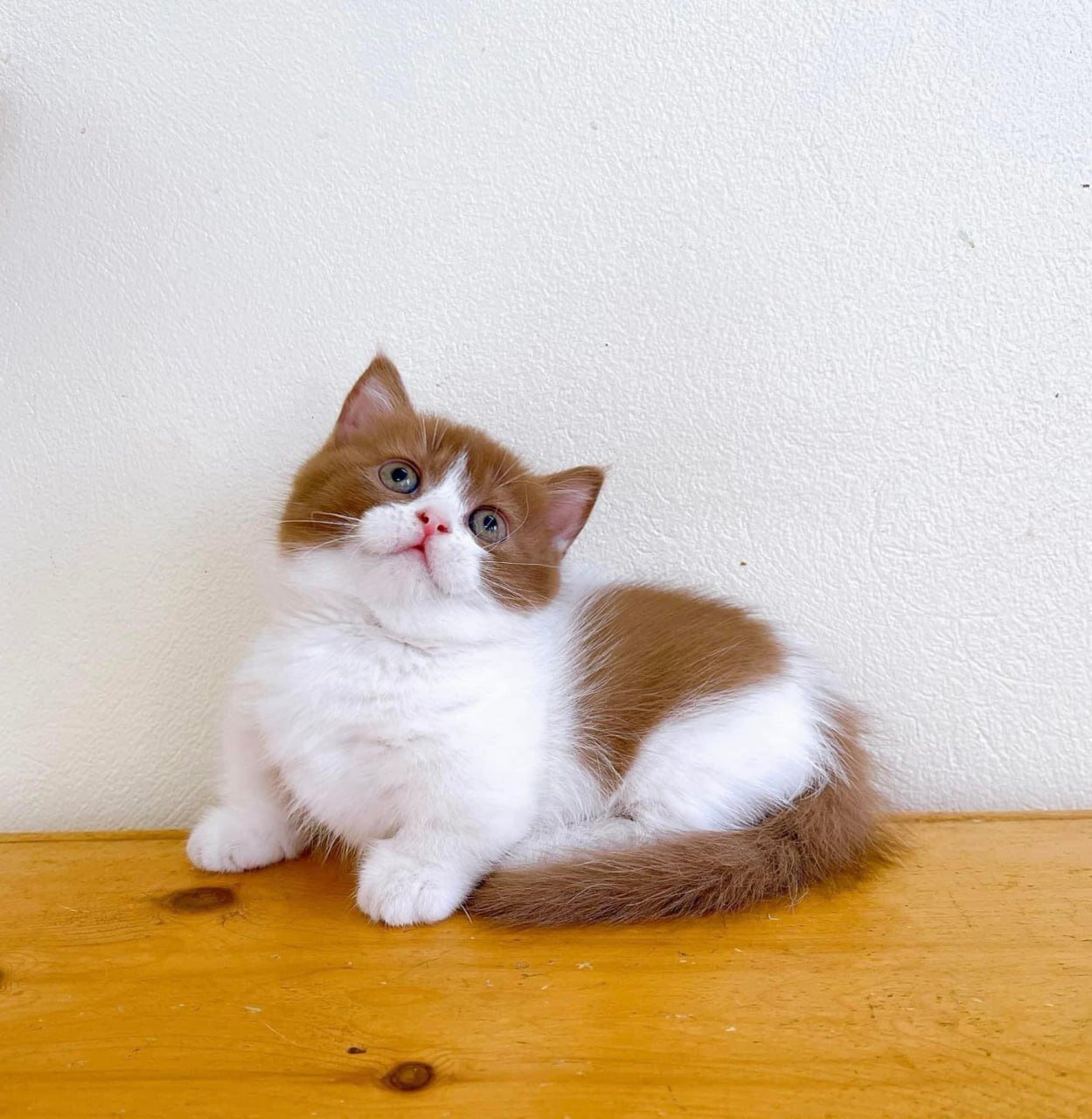 Beautiful Ginger and White Kitten – Looking image 1