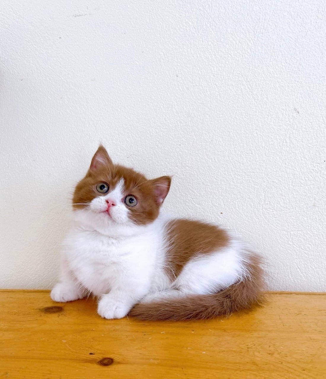 Beautiful Ginger and White Kitten – Looking image 4