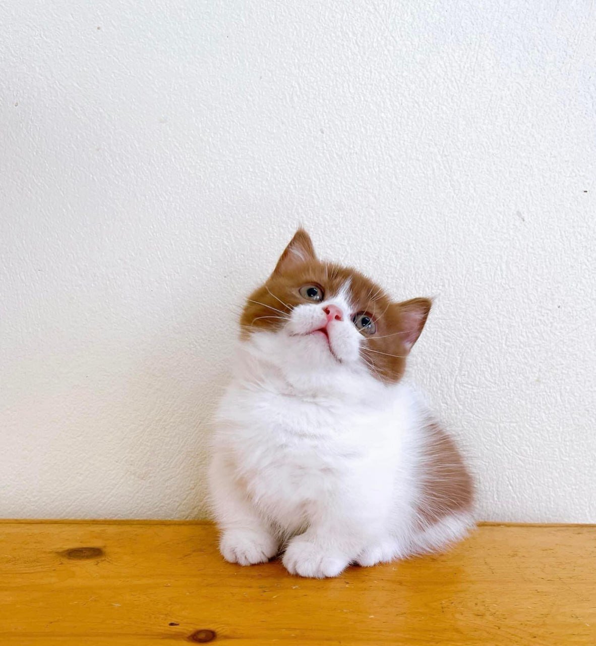 Beautiful Ginger and White Kitten – Looking image 2