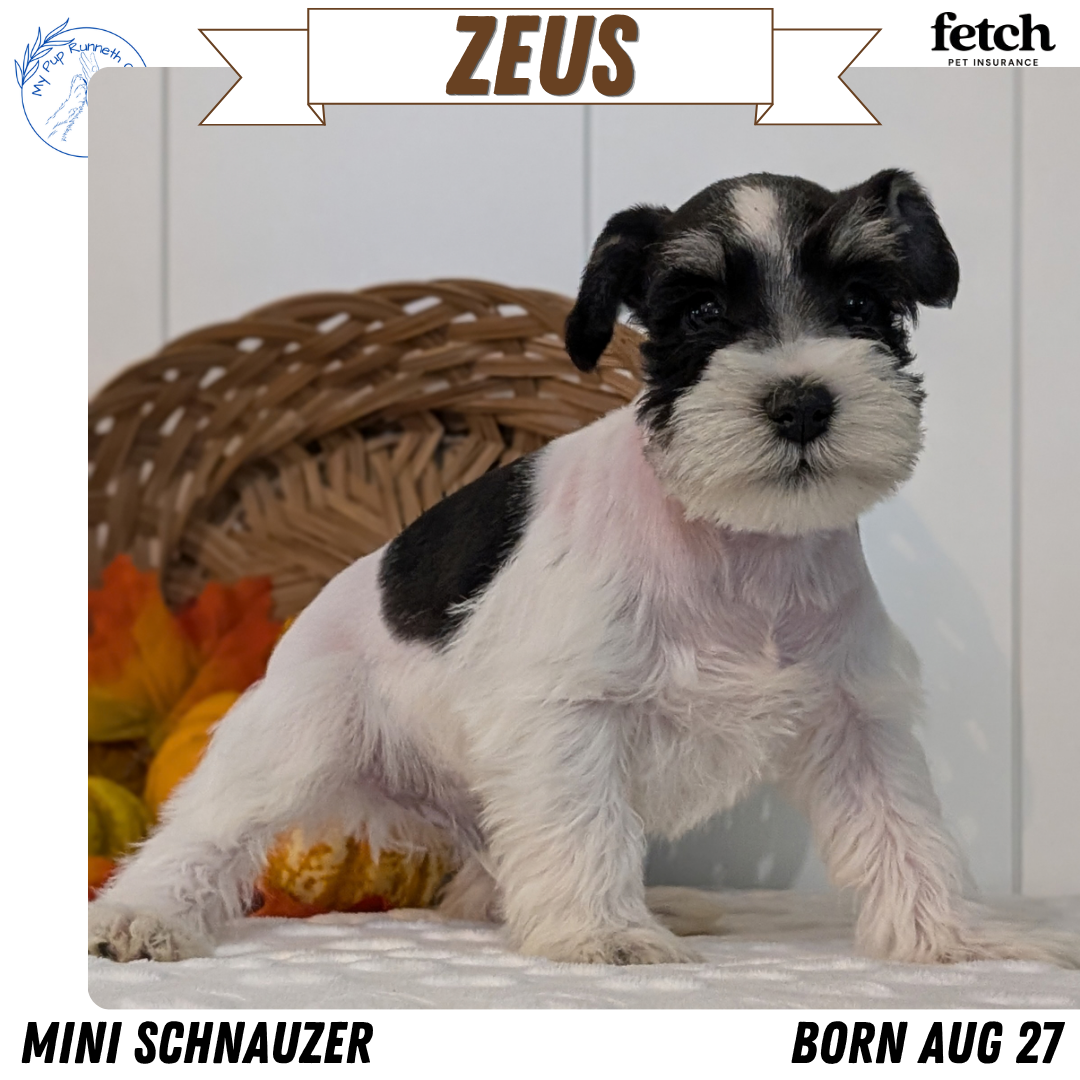 GENETIC CLEAR AKC MINI SCHNAUZER PUPS image 2
