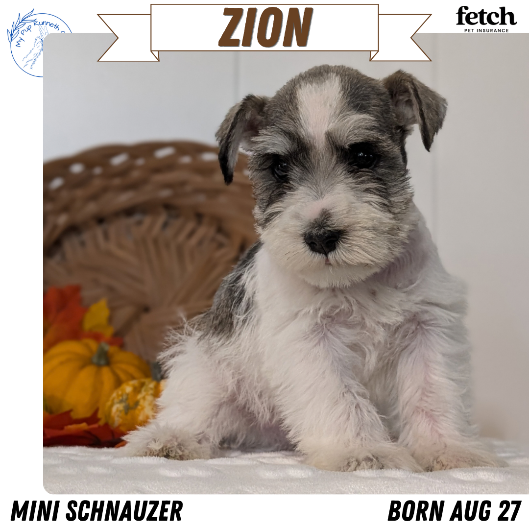 GENETIC CLEAR AKC MINI SCHNAUZER PUPS image 3