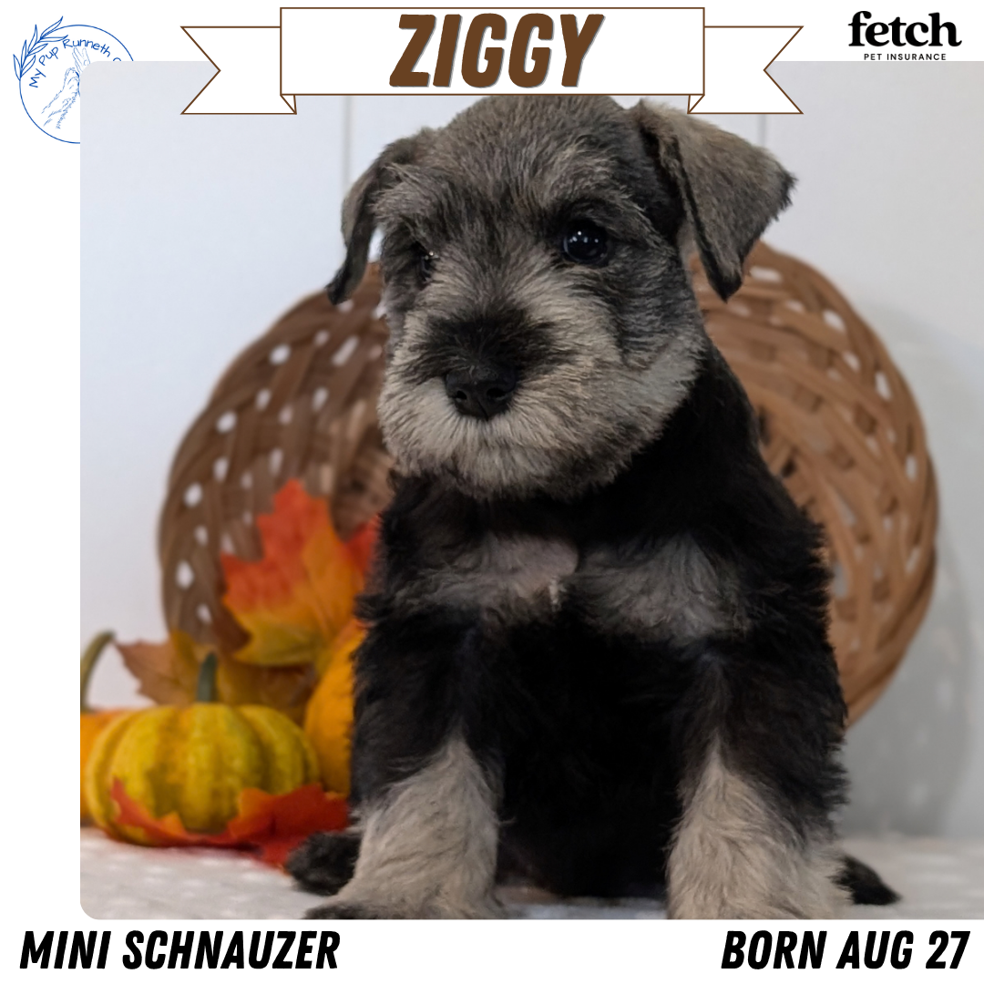 GENETIC CLEAR AKC MINI SCHNAUZER PUPS image 4