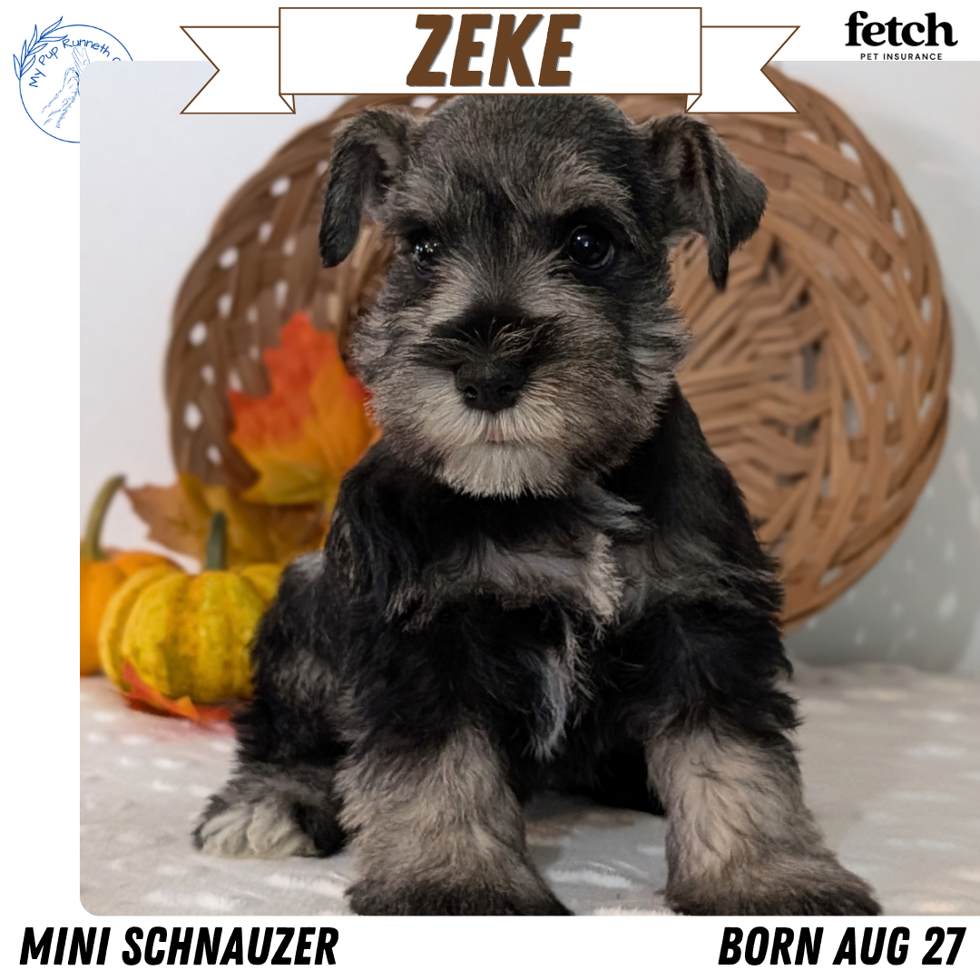 GENETIC CLEAR AKC MINI SCHNAUZER PUPS image 5