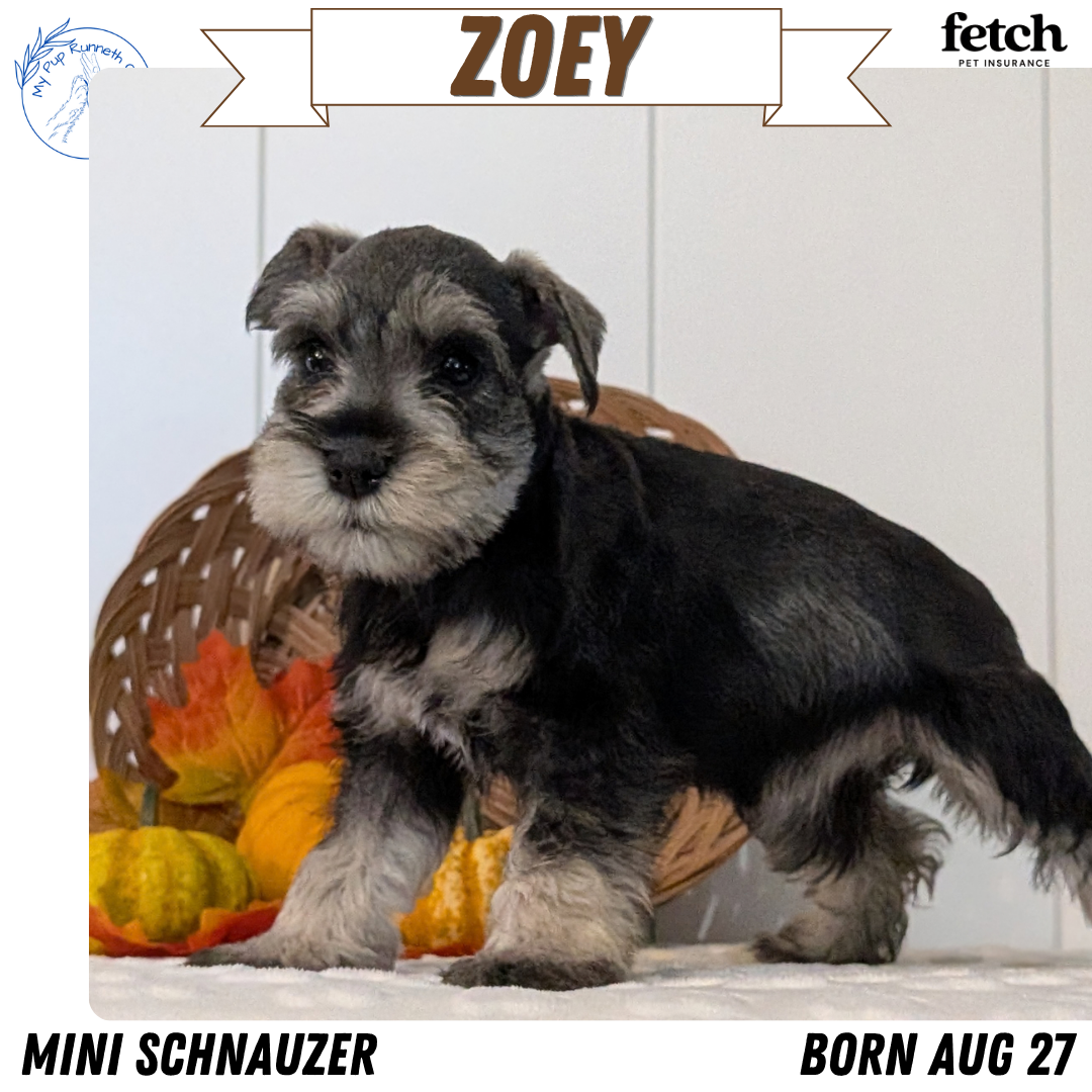 GENETIC CLEAR AKC MINI SCHNAUZER PUPS image 6