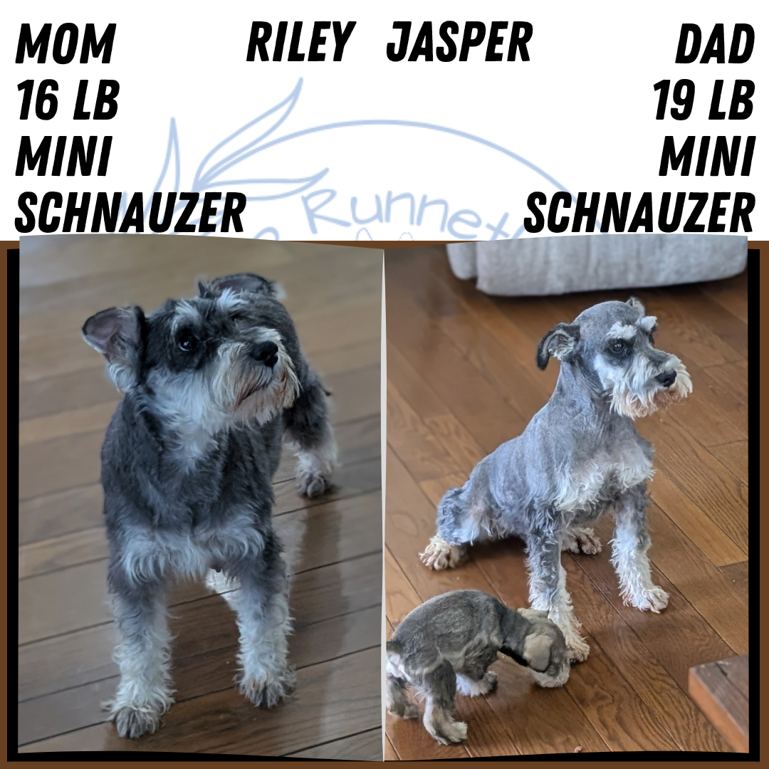 GENETIC CLEAR AKC MINI SCHNAUZER PUPS image 7