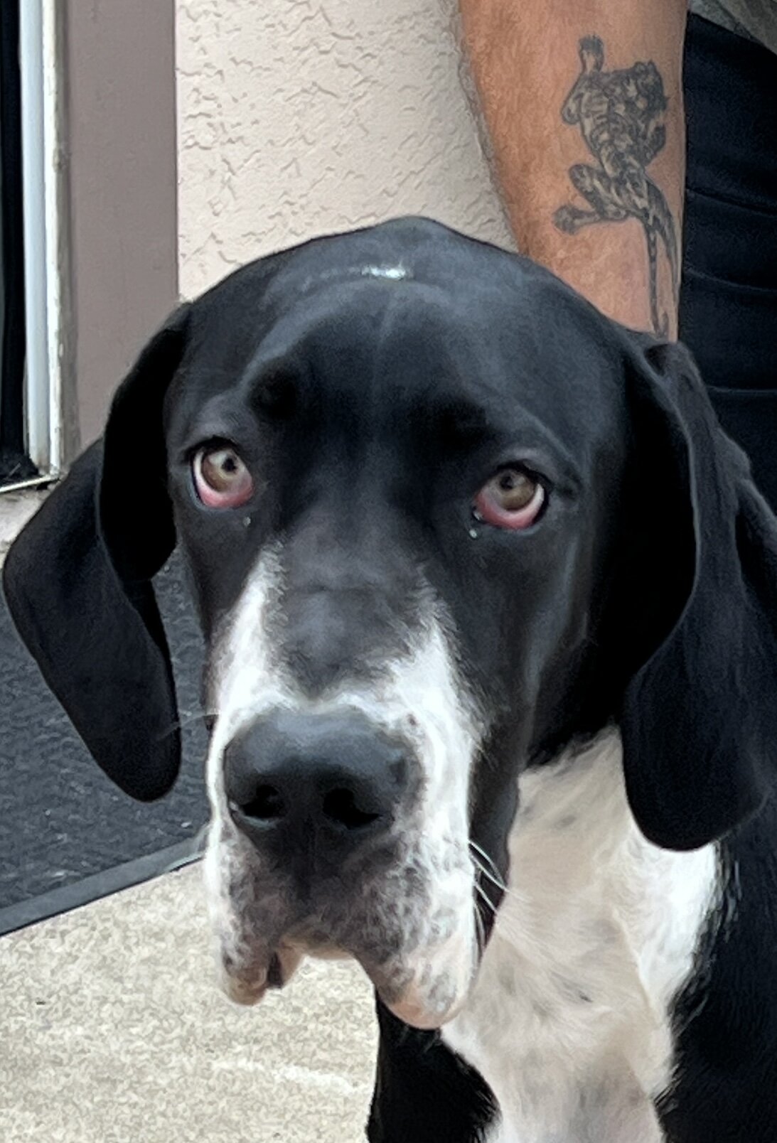Great Dane image 6