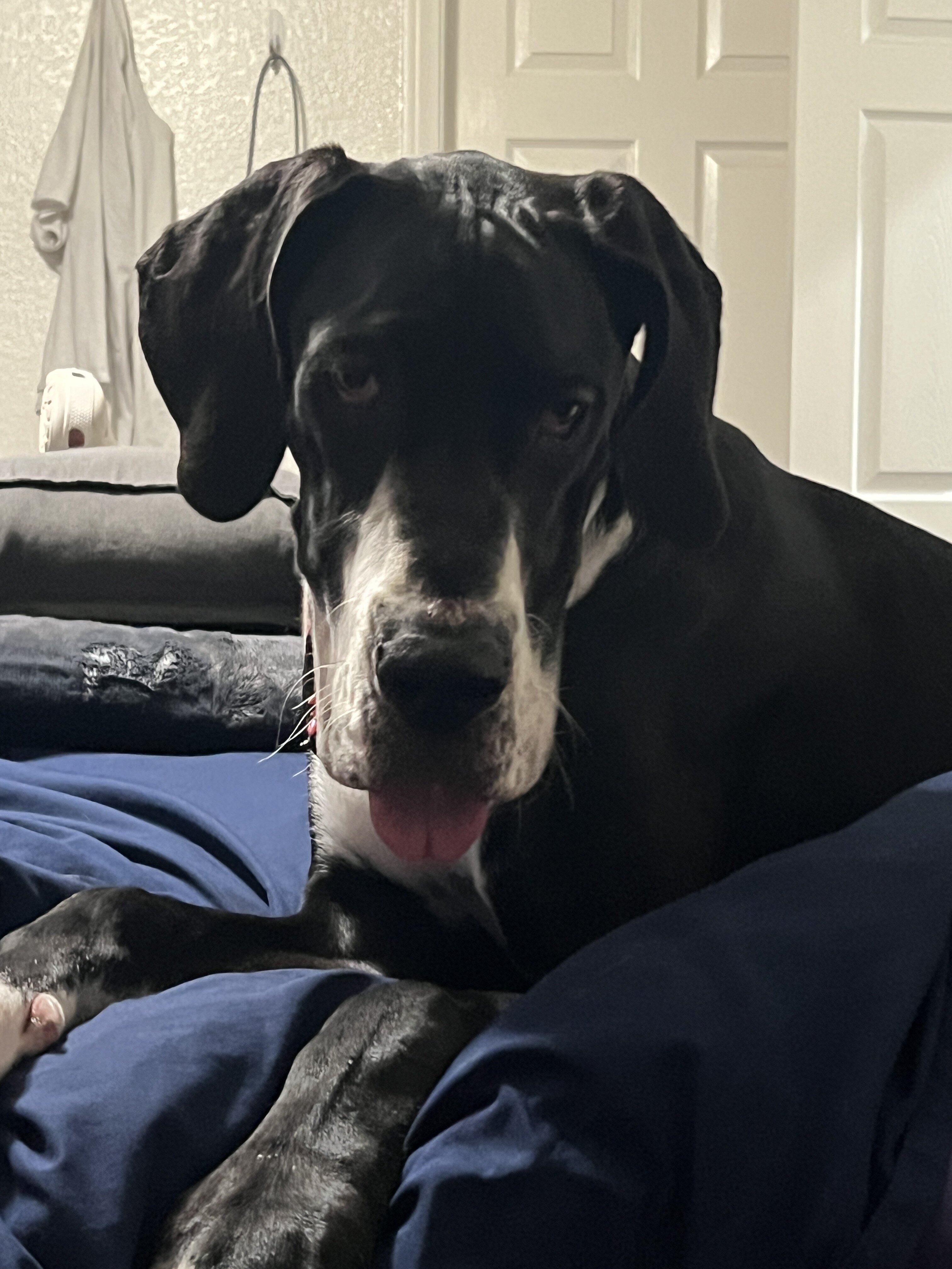 Great Dane image 5