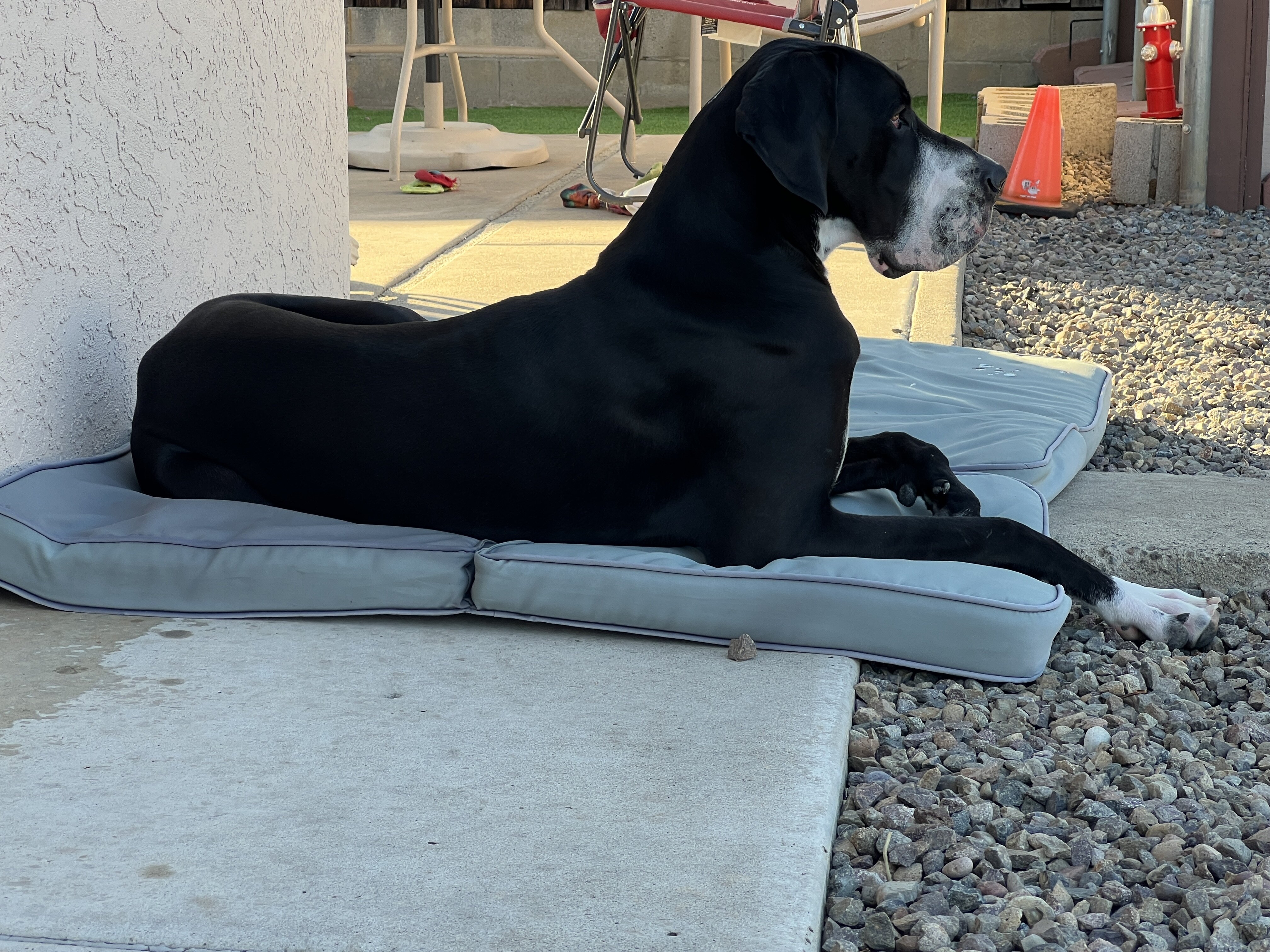 Great Dane image 2
