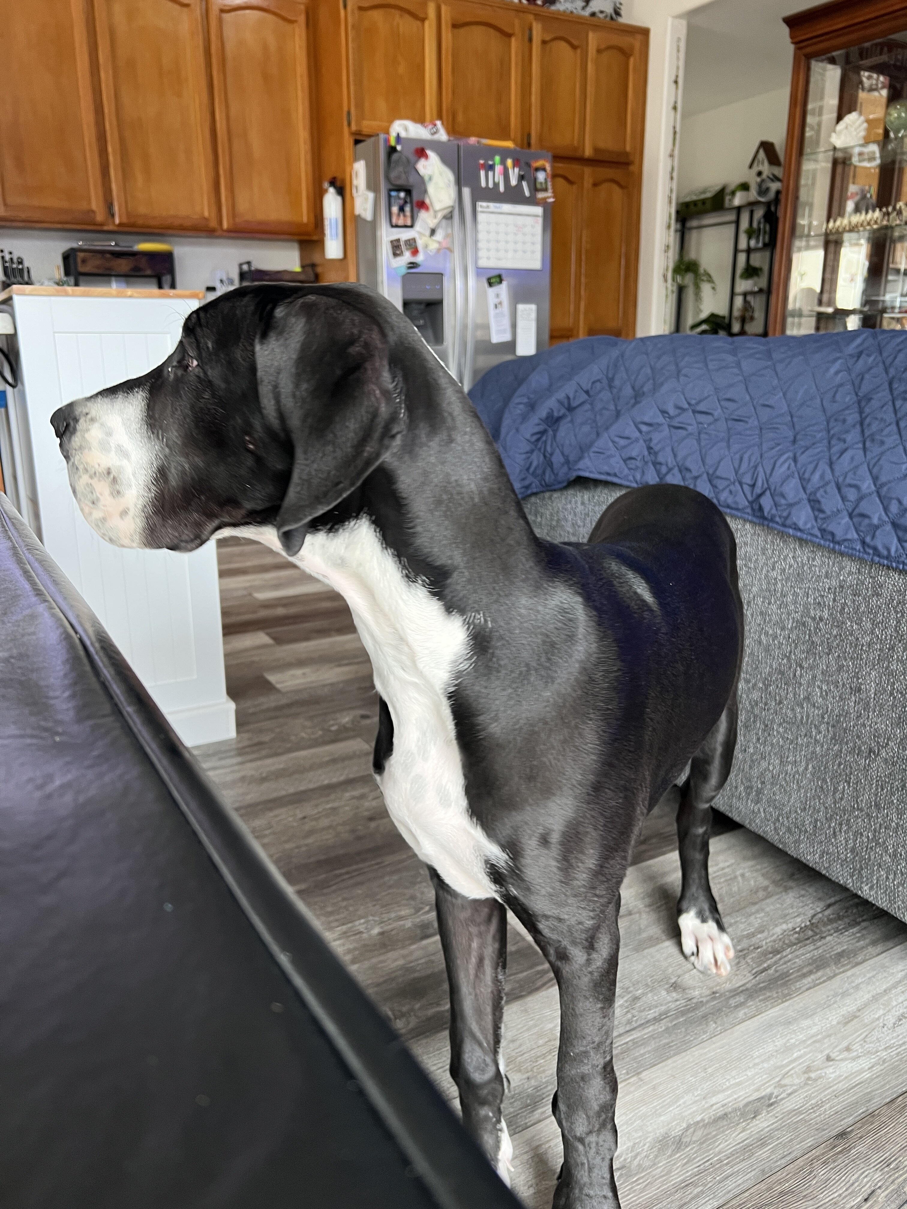 Great Dane image 1